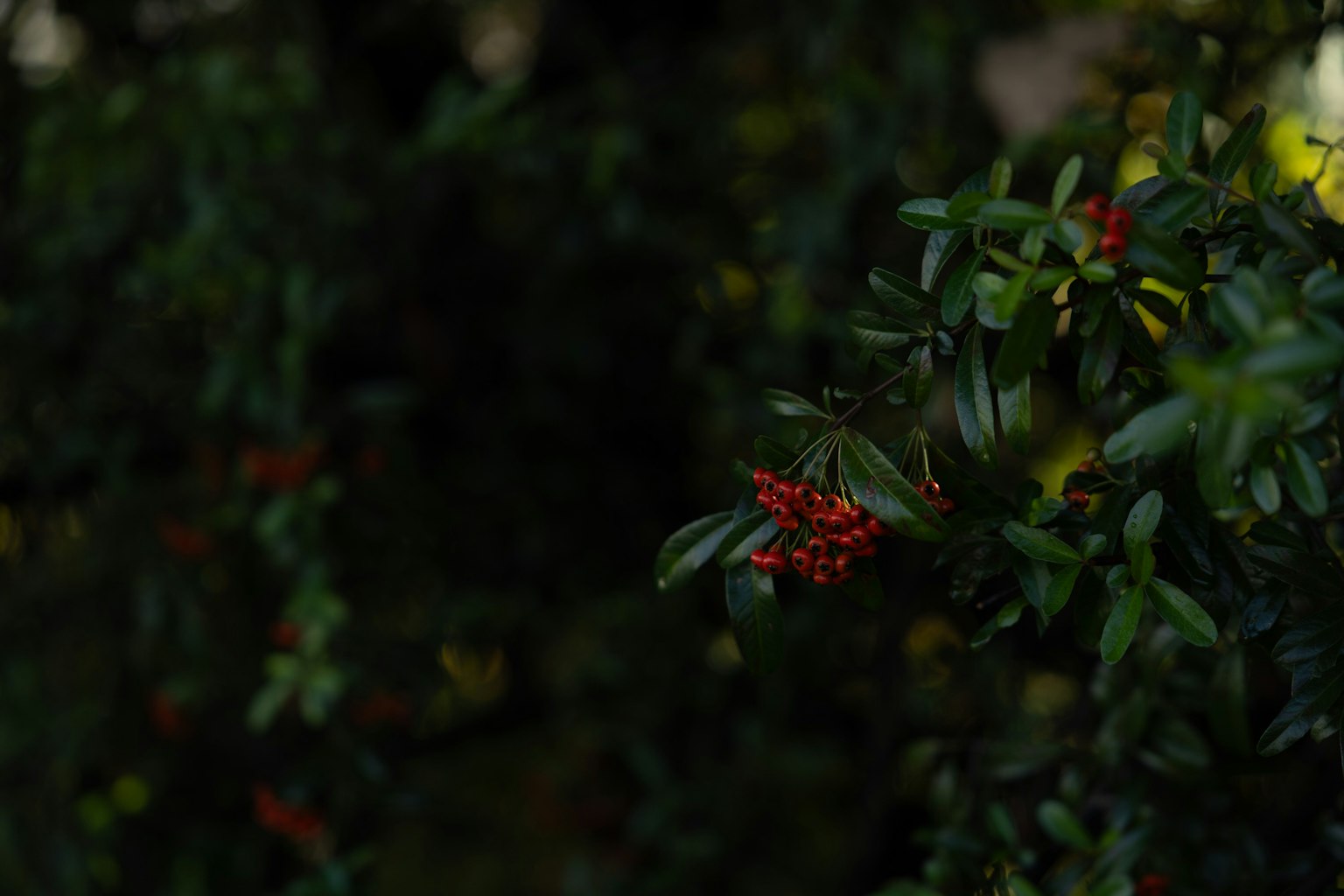 Nahaufnahme einer Pflanze mit grünen Blättern und roten Beeren