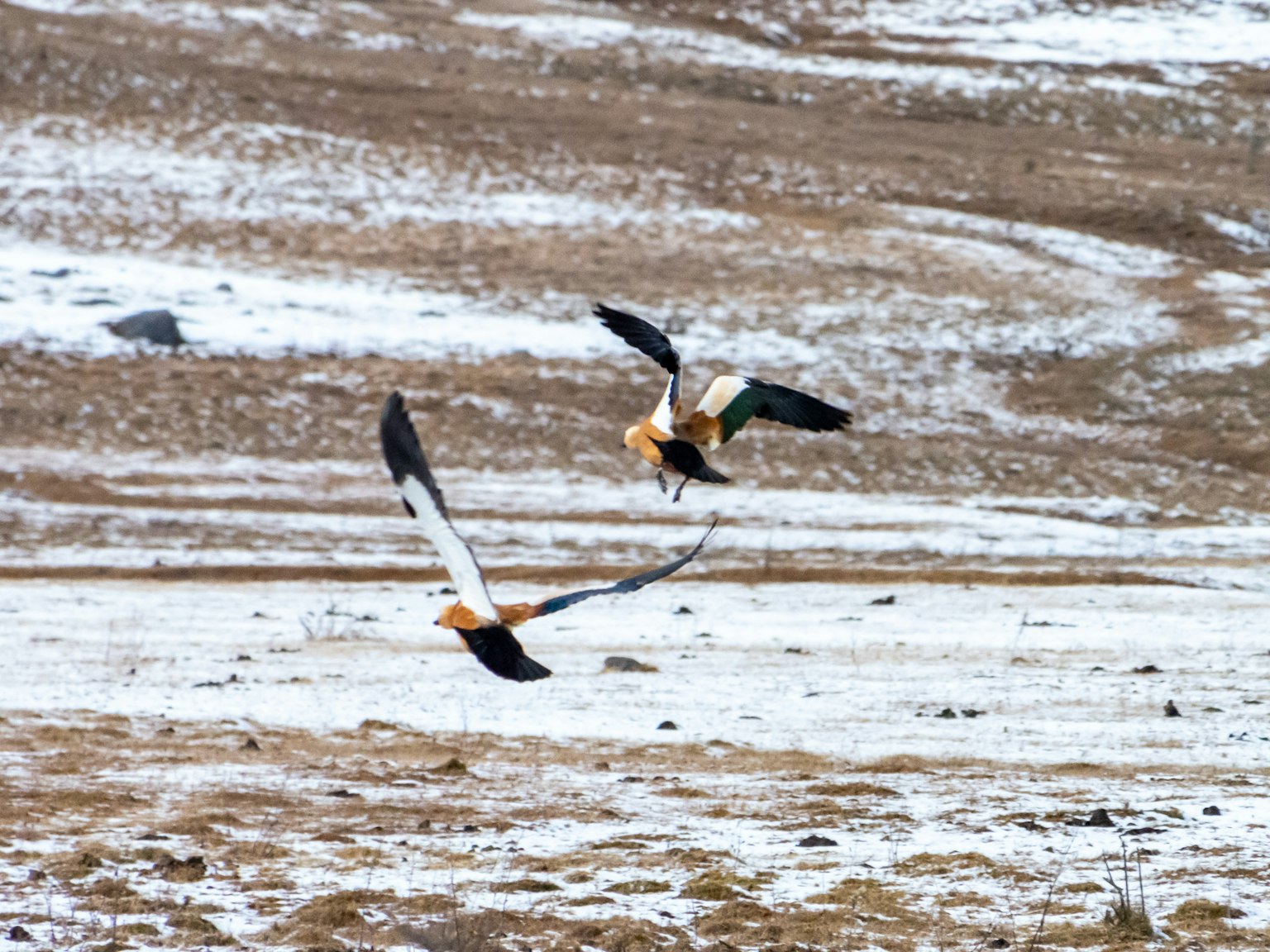 Two birds flying over a snow-covered plain