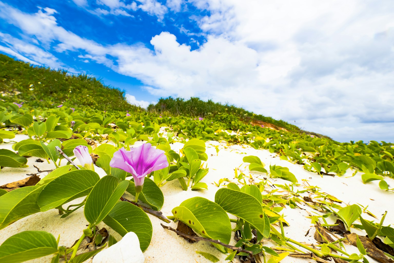 Flor morada rodeada de hojas verdes en una playa de arena bajo un cielo azul