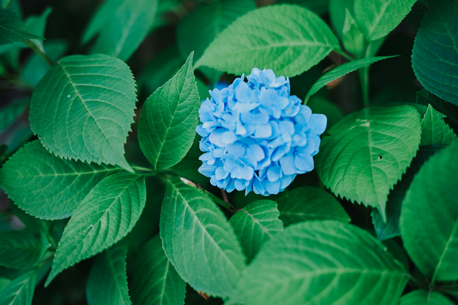蓝色绣球花和绿色叶子