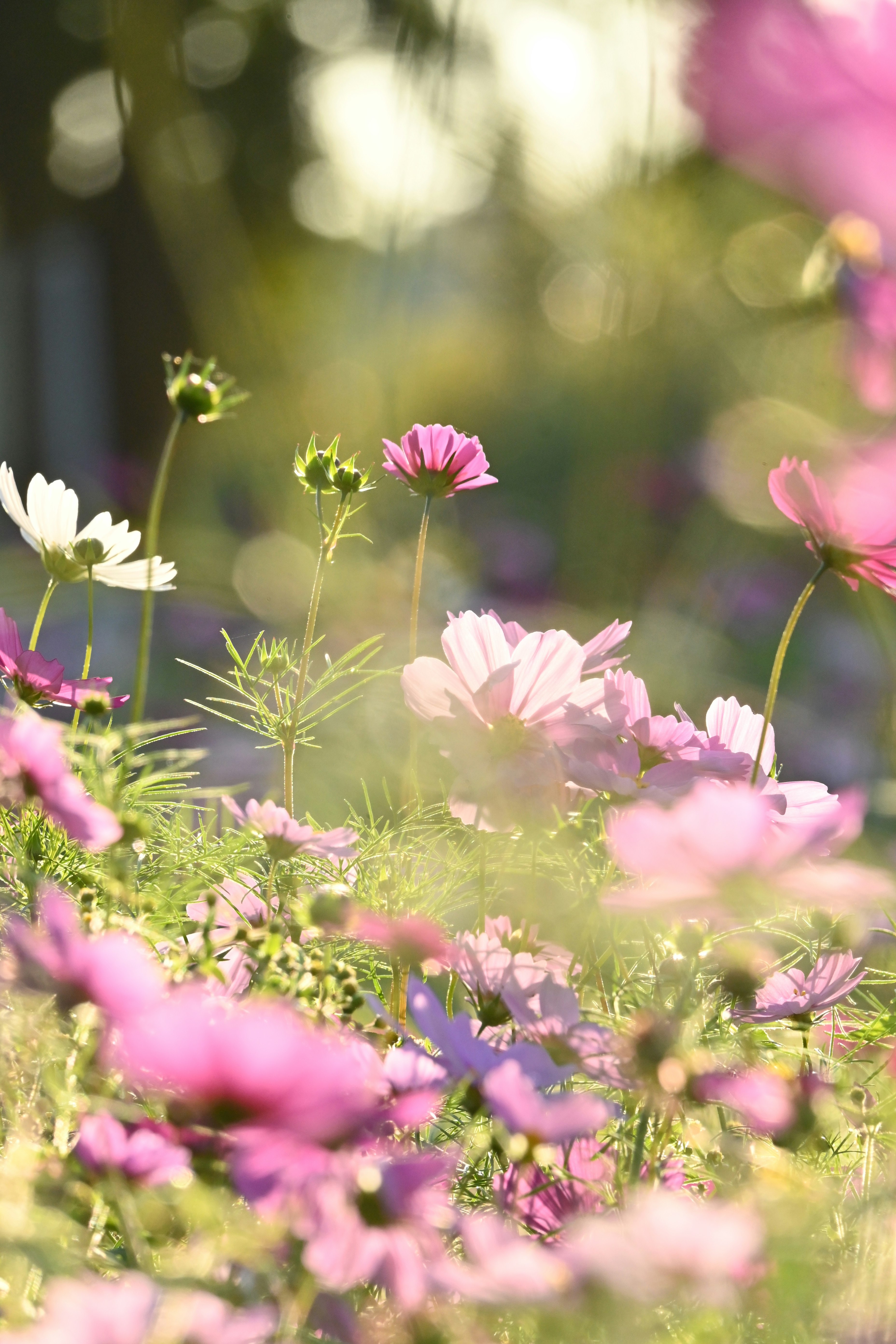 ピンクと白の花が咲く草花のボケ背景