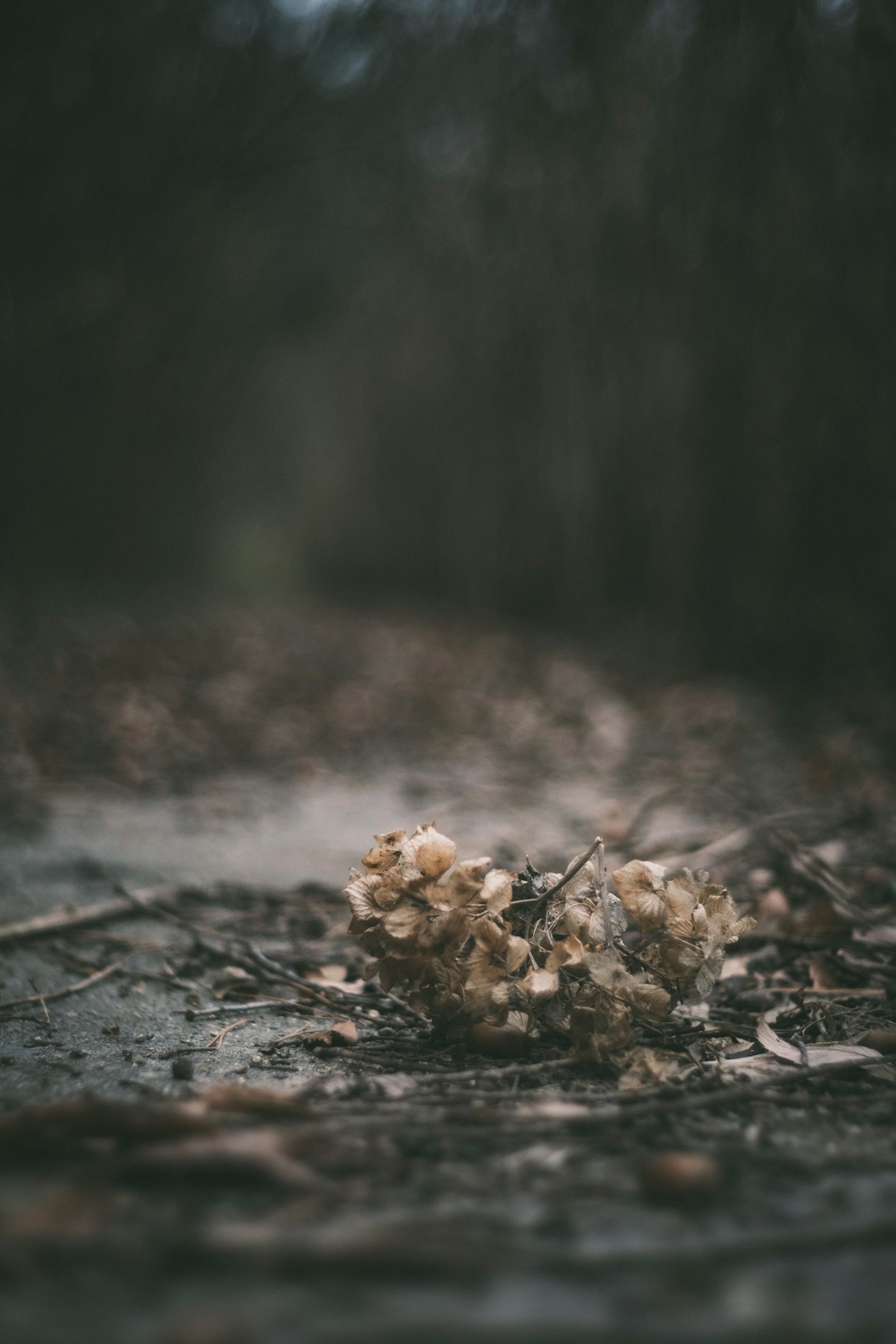 枯れた花が地面に落ちている風景