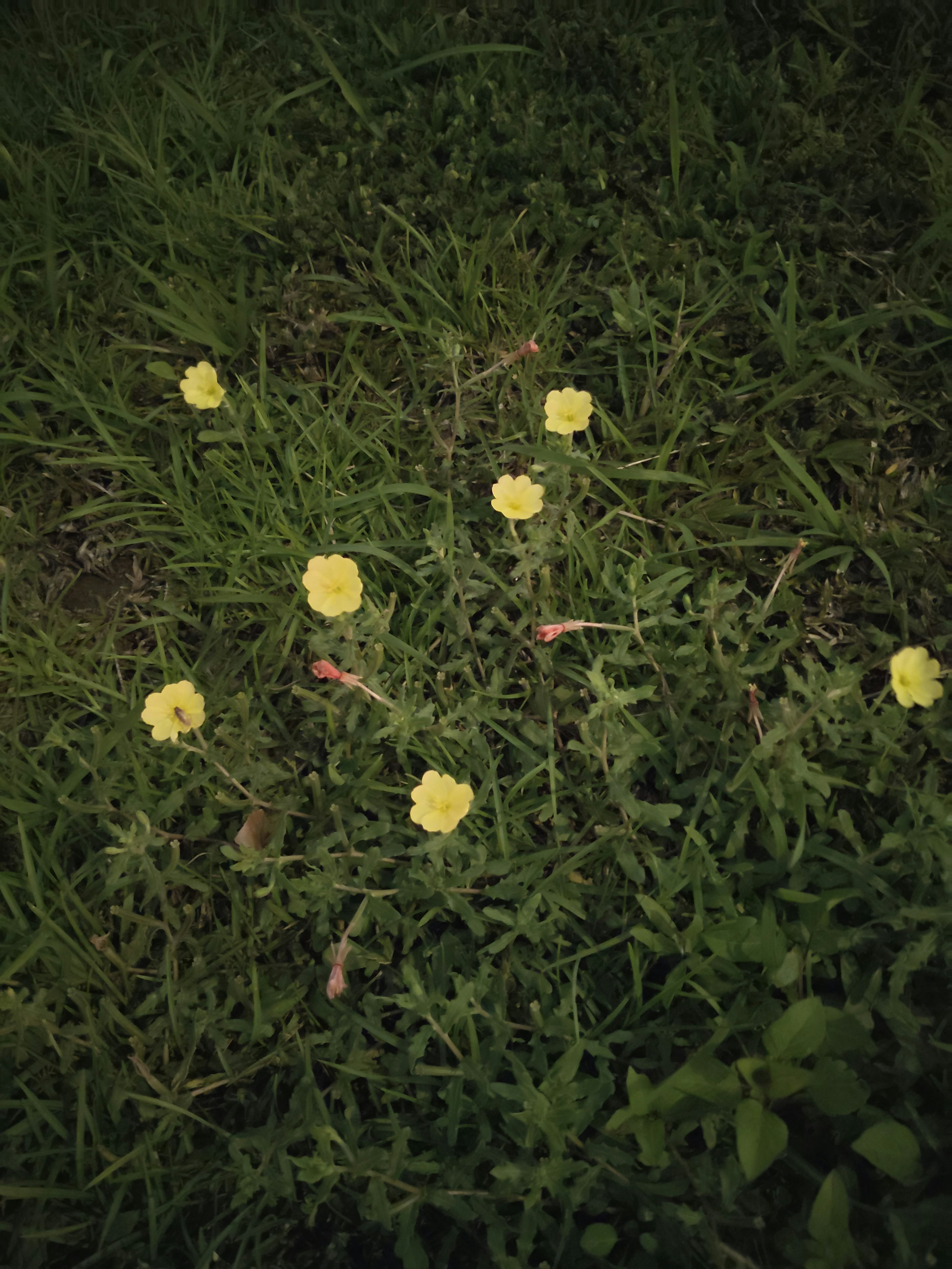 芝生の上に咲く小さな黄色い花