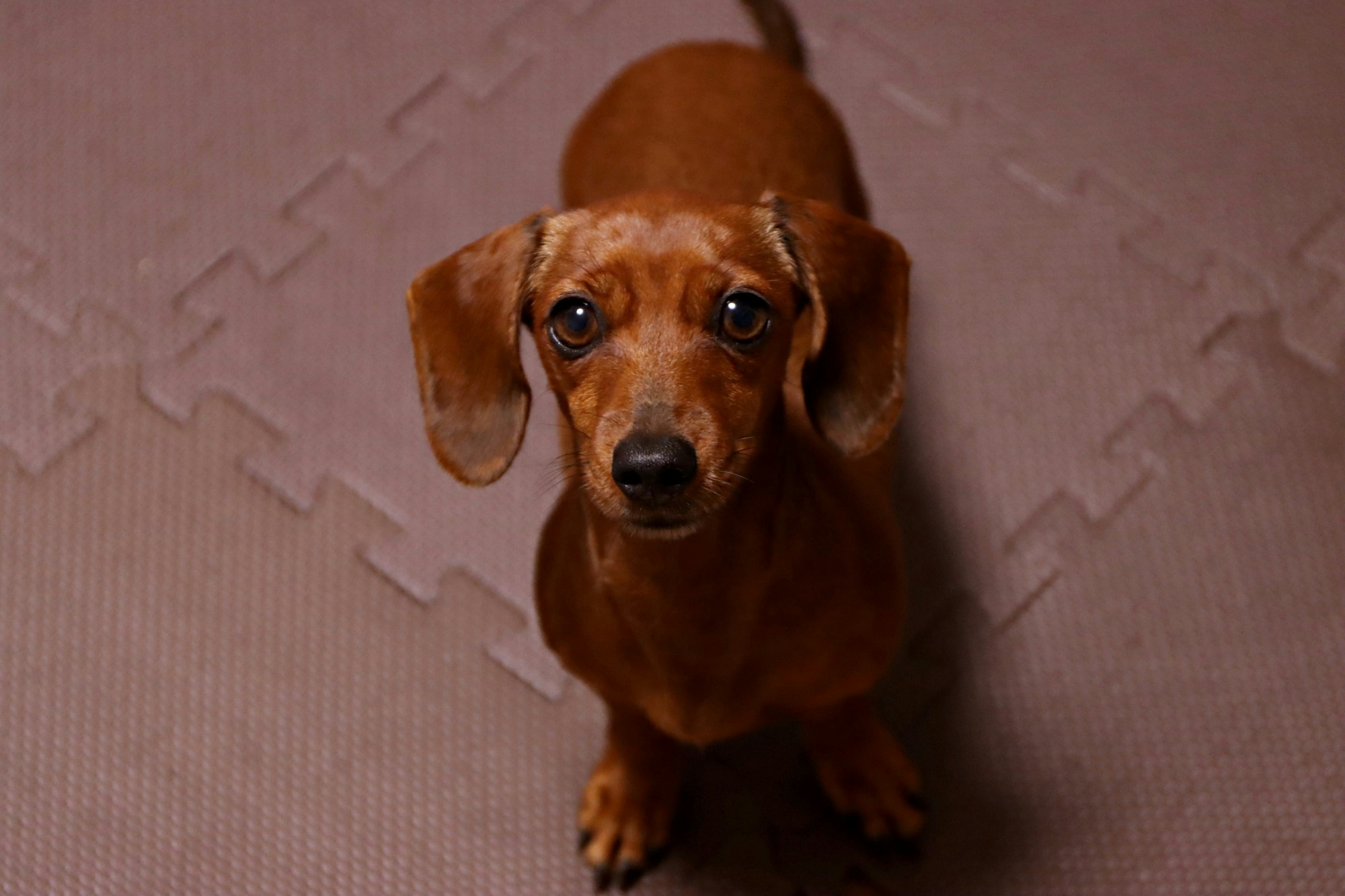 棕色腊肠犬幼犬坐在地板上