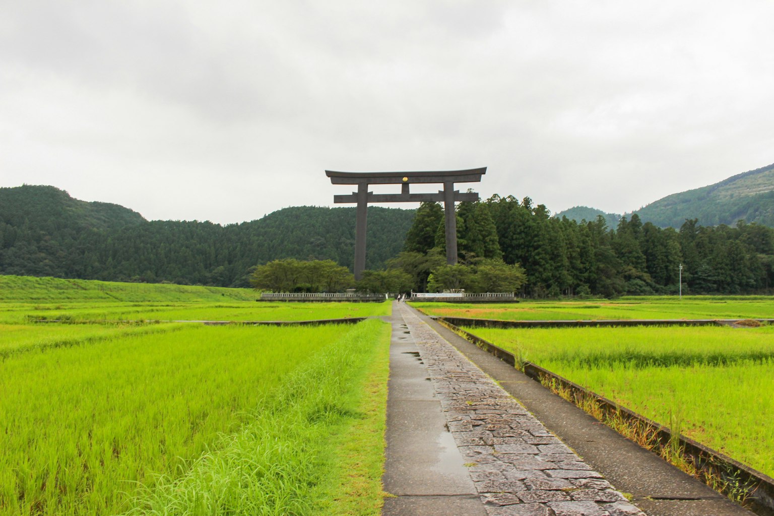 Una gran puerta torii en medio de campos de arroz verdes con un camino de piedra