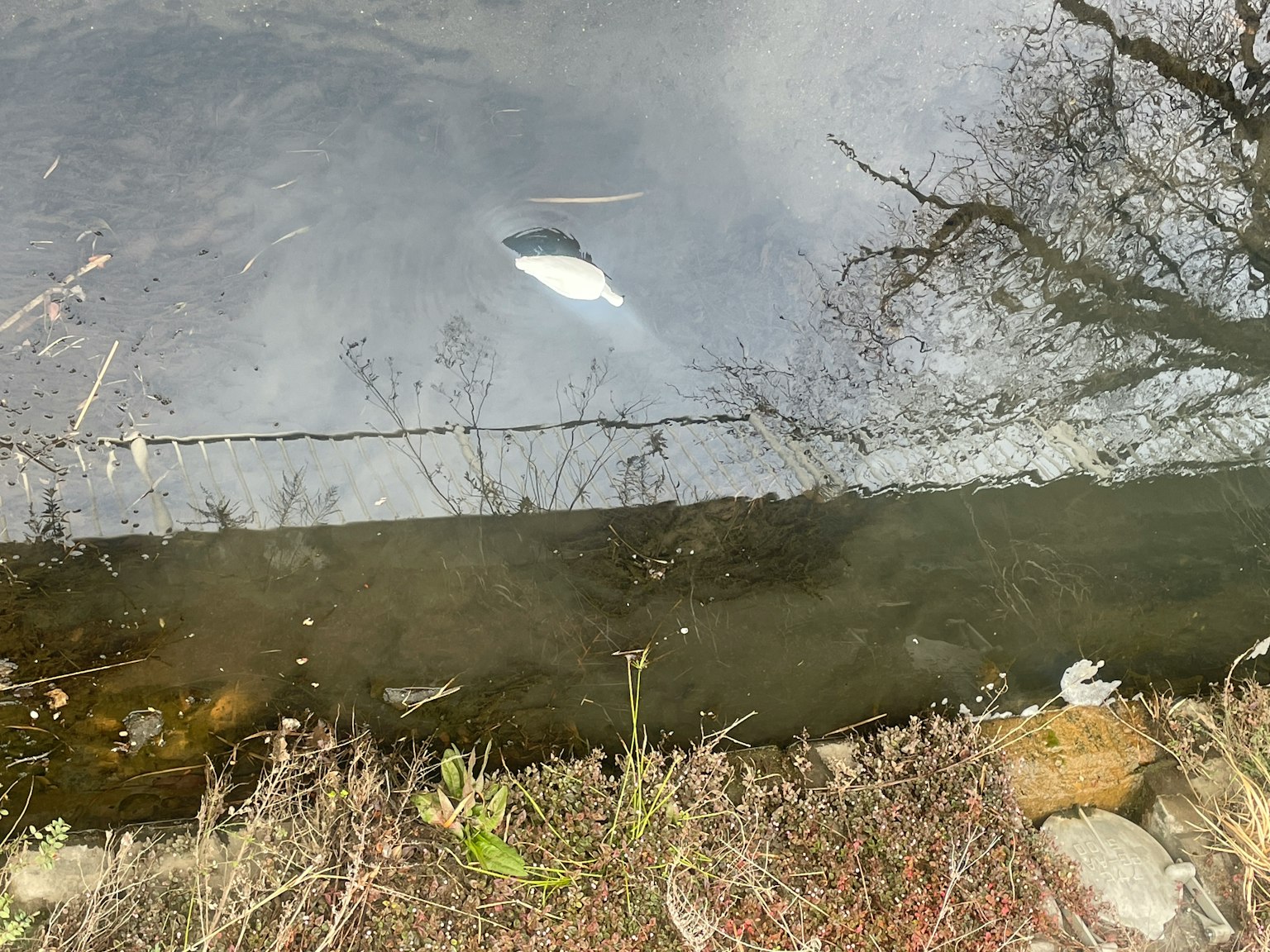 Réflexion des arbres sur la surface de l'eau avec un poisson