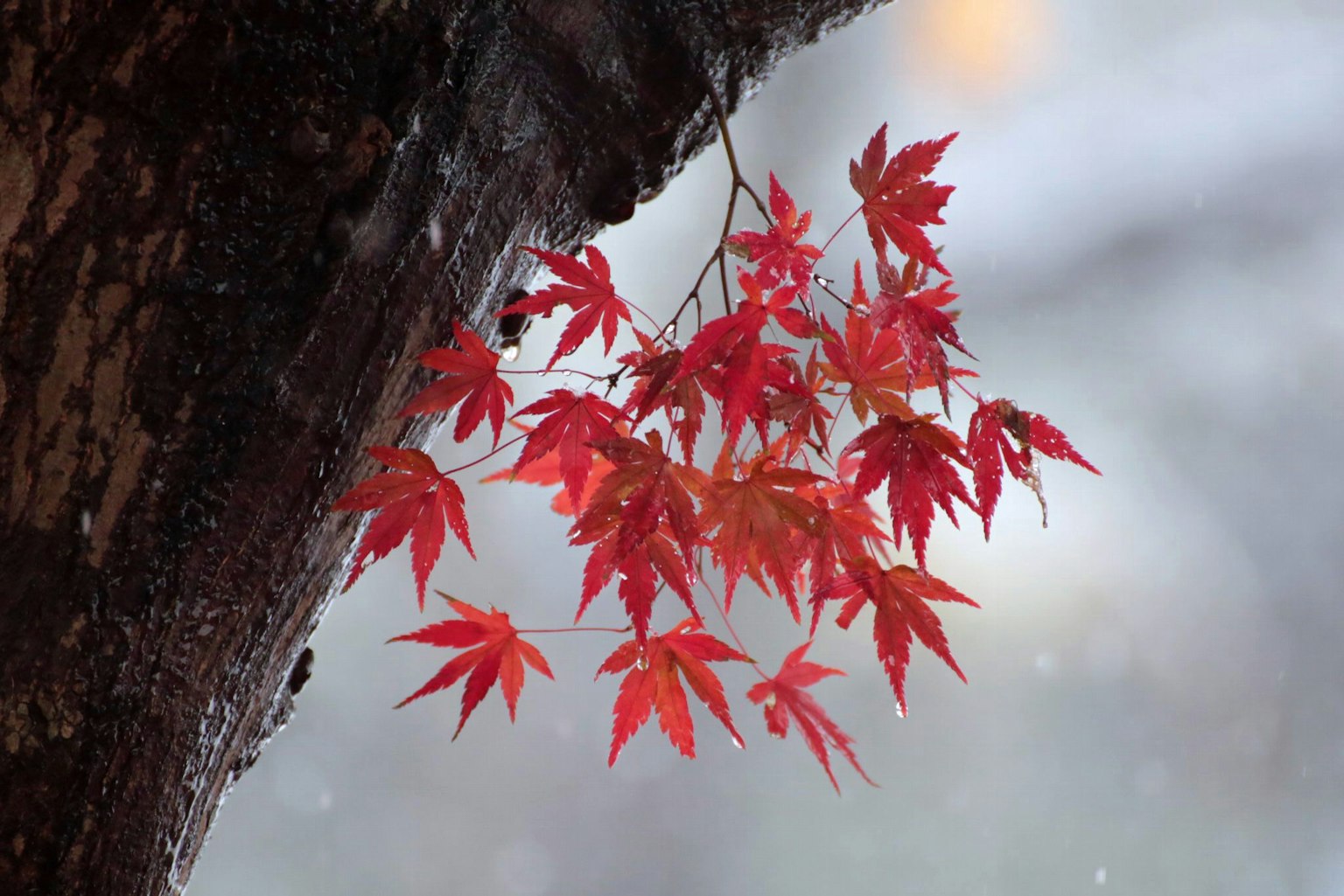 鲜艳的红枫叶悬挂在雪中的树枝上