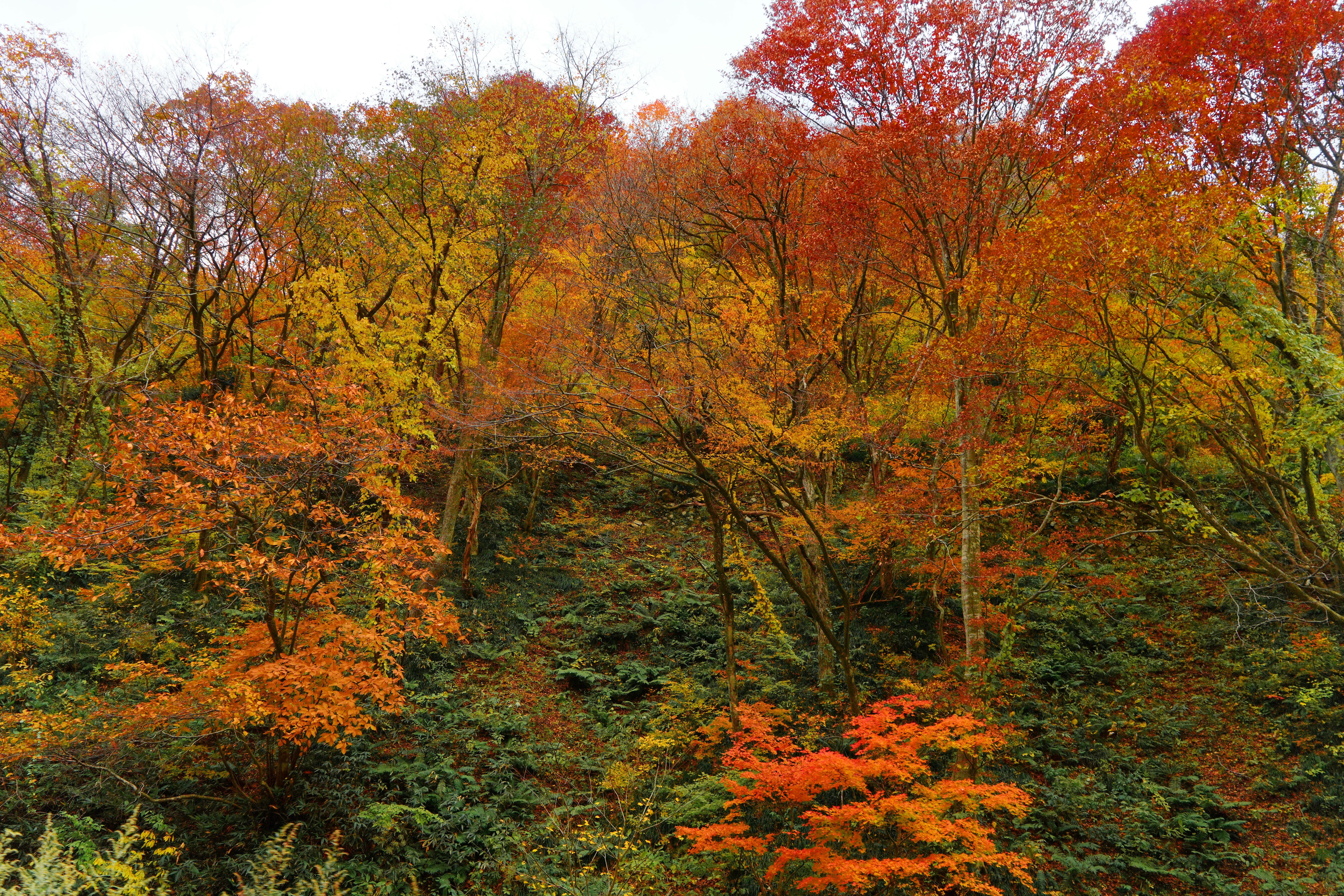 色づく木々が広がる秋の森の風景