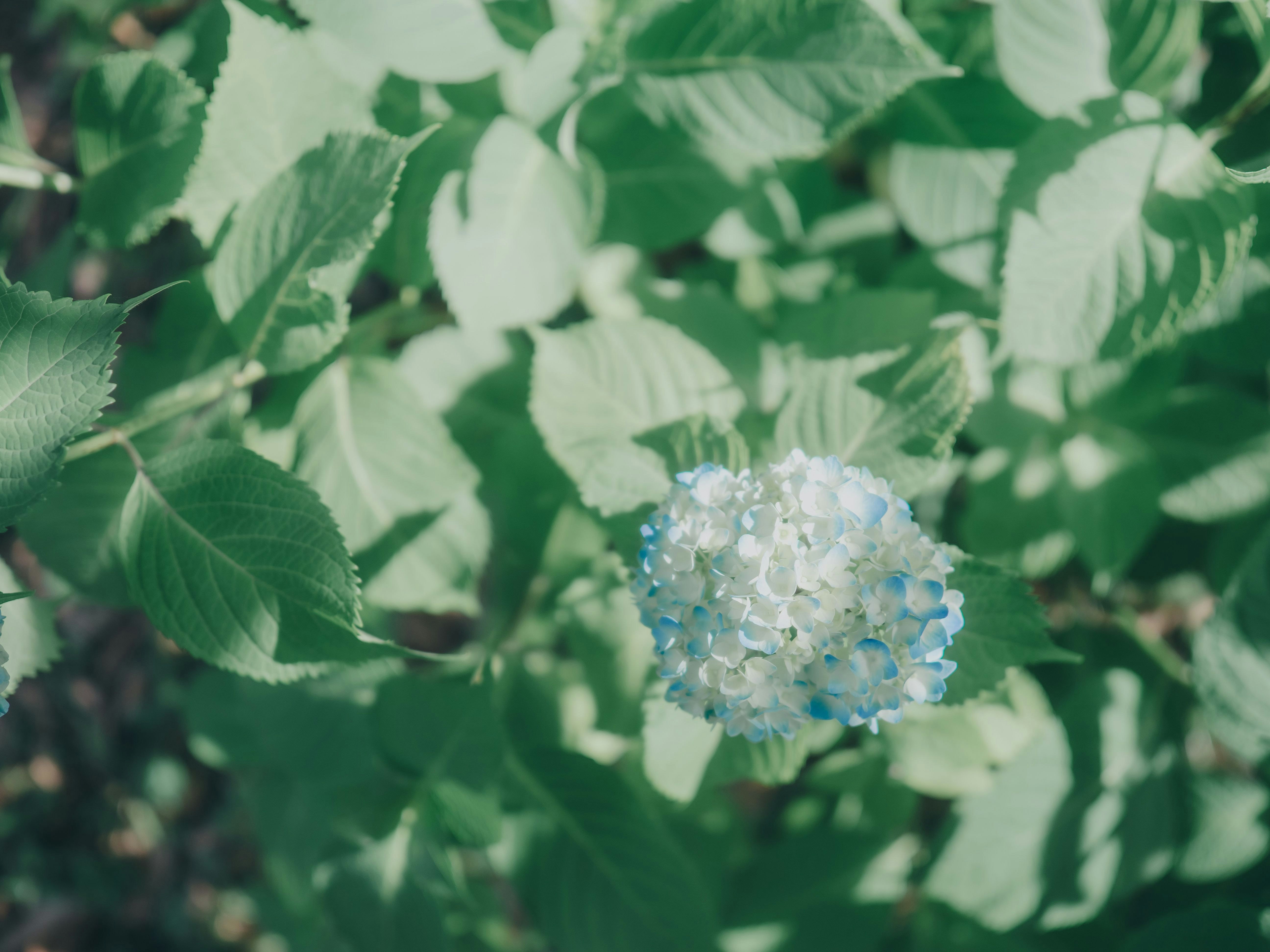緑の葉の間に咲く青紫のアジサイの花