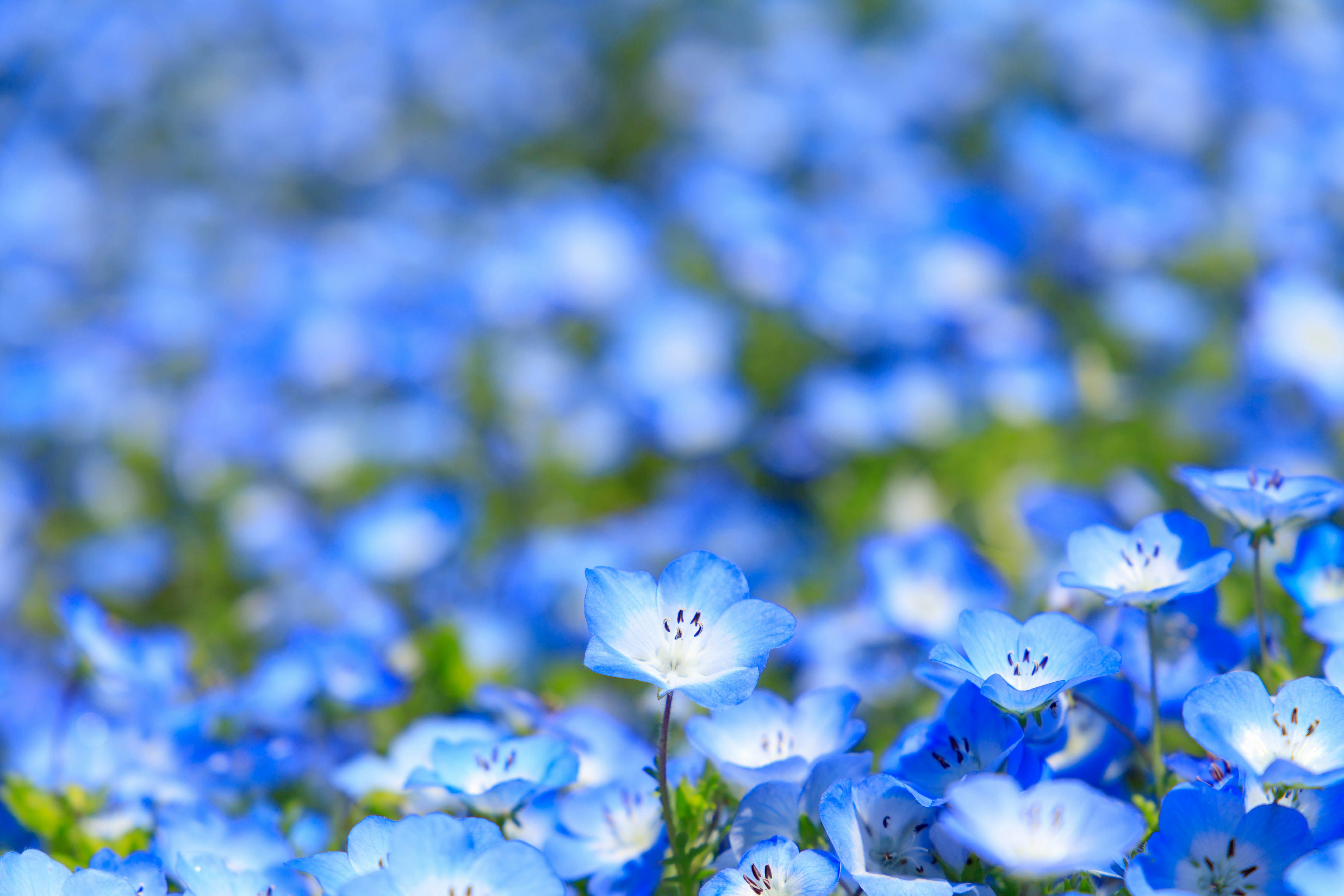 青い花が群生する草地の花畑
