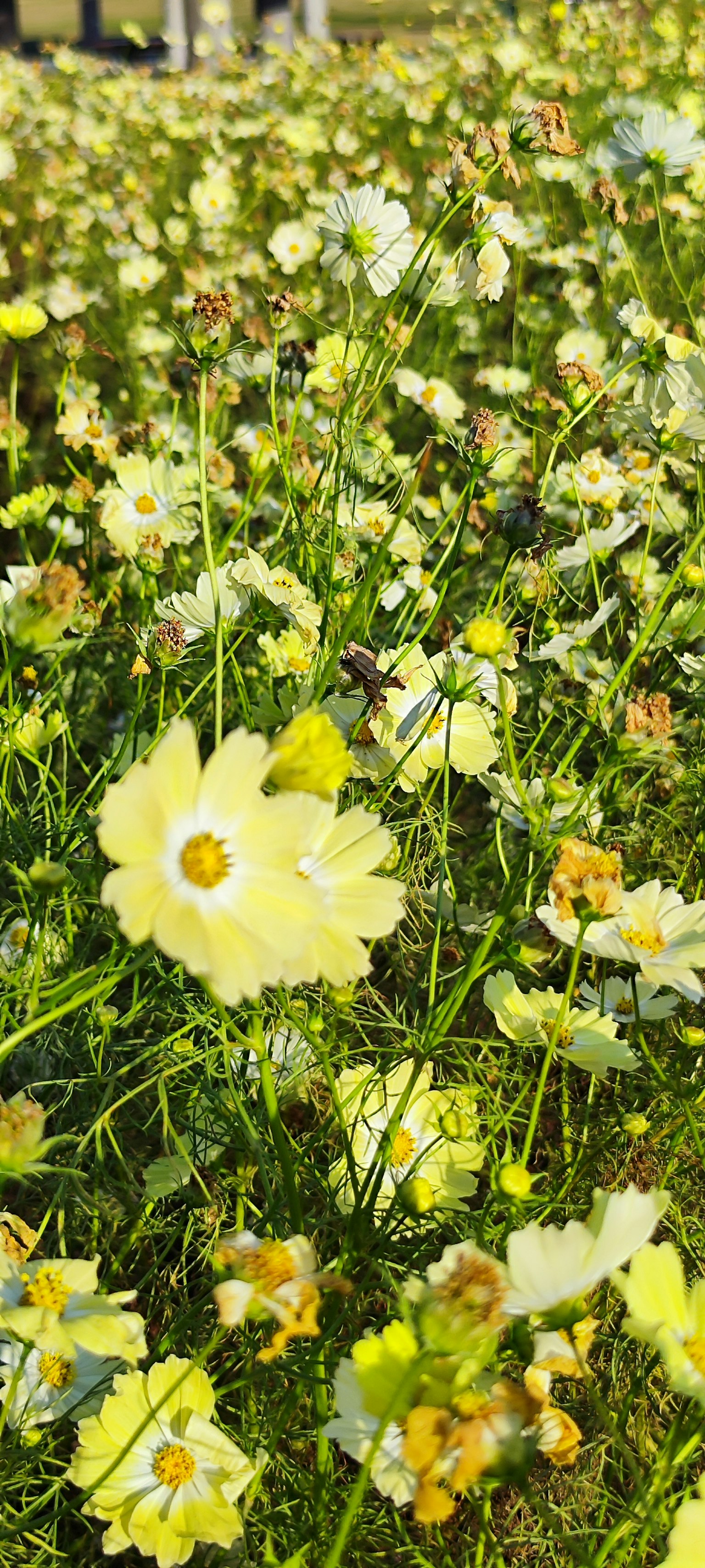 Ein lebendiges Feld voller blühender gelber Blumen