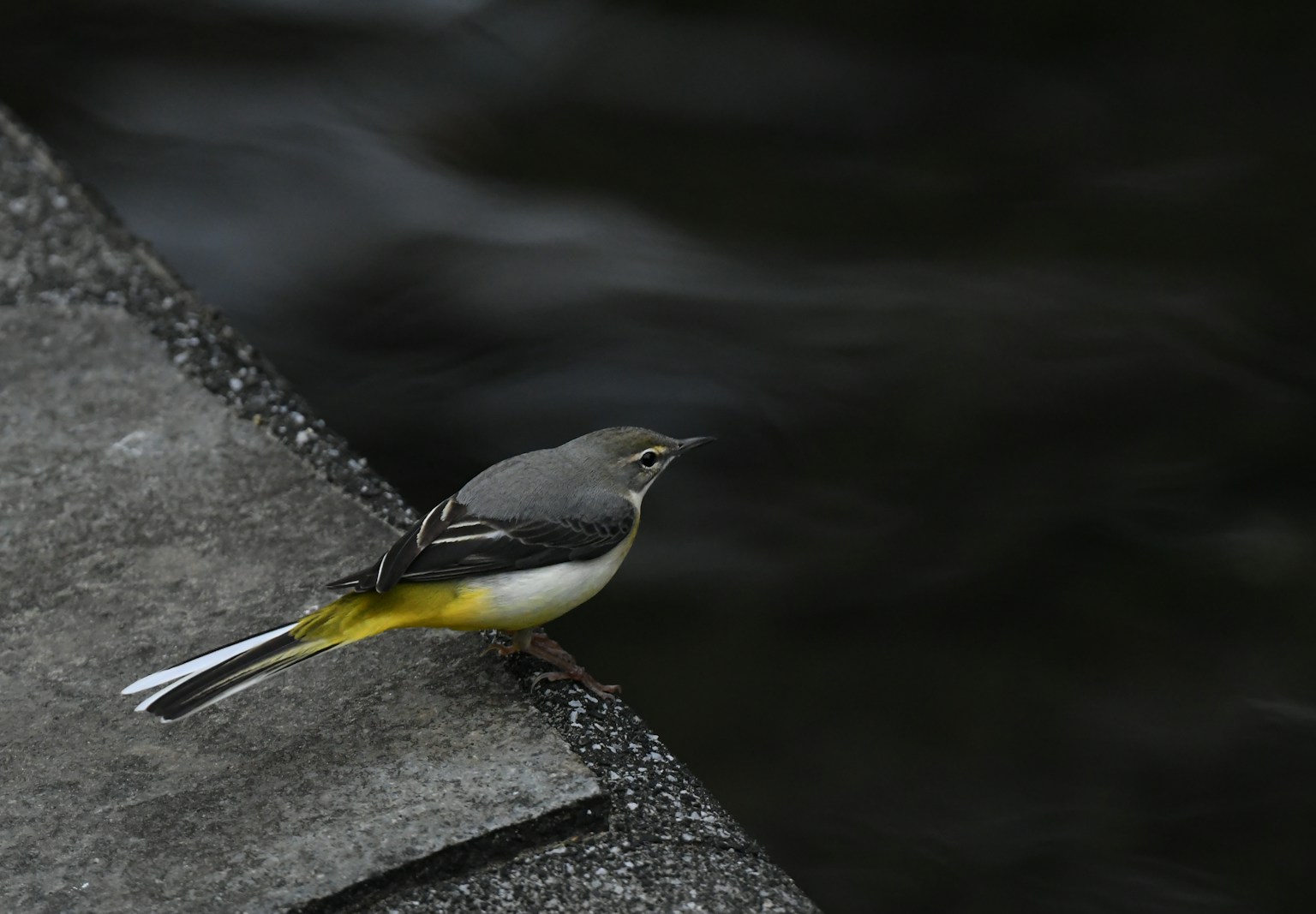 A gray and yellow bird standing by the water's edge