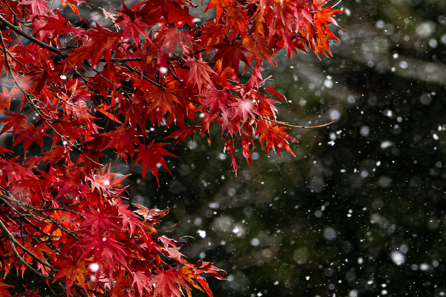 红枫叶与飘落的雪