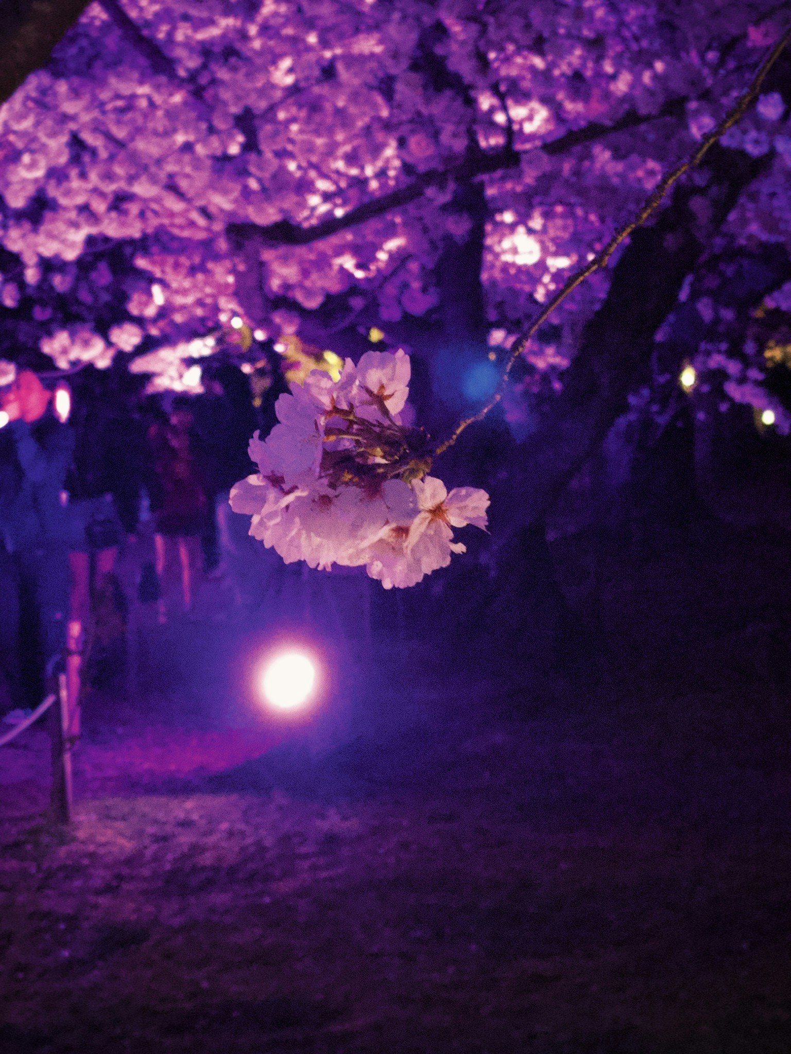夜晚樱花与柔和灯光的街景
