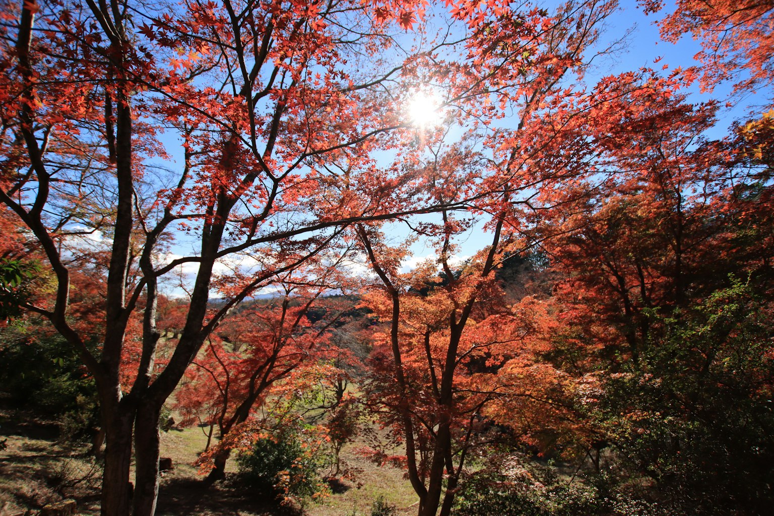 Trees surrounded by autumn foliage and sunlight