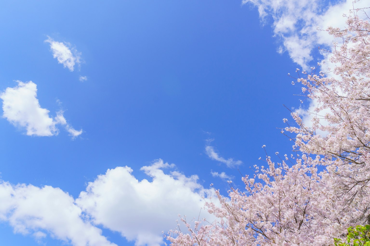 Kirschblüten vor einem hellblauen Himmel mit weißen Wolken
