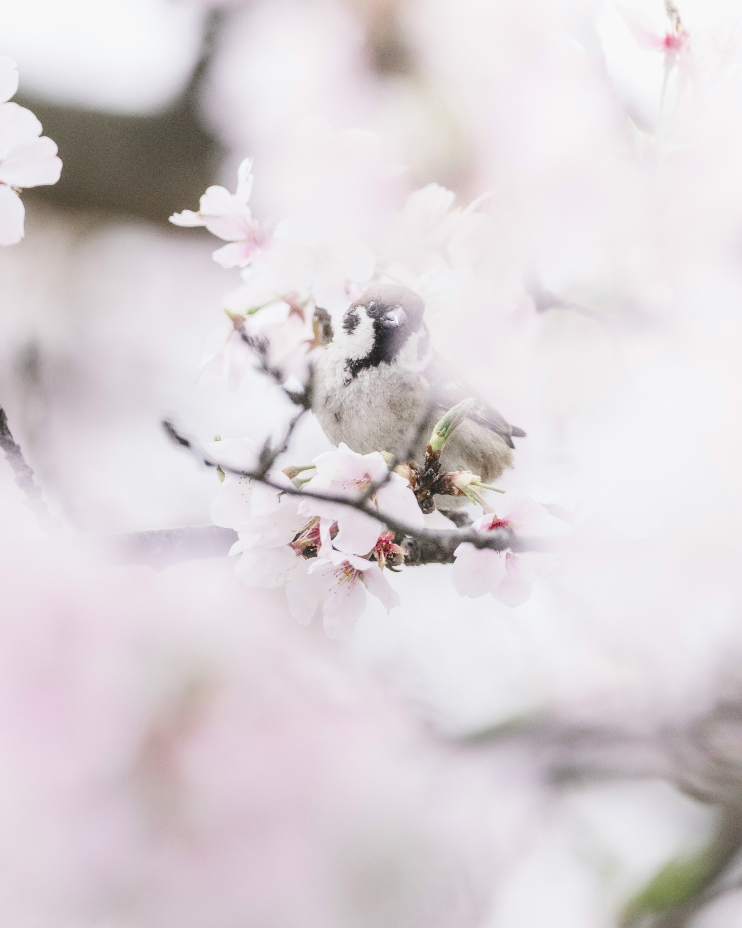 Gros plan d’une branche avec des fleurs blanches et une poudre façon neige