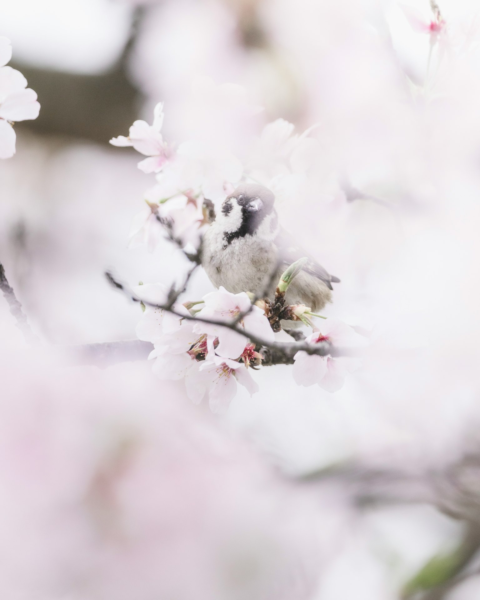 Image douce d'un oiseau perché sur une branche de cerisier en fleurs