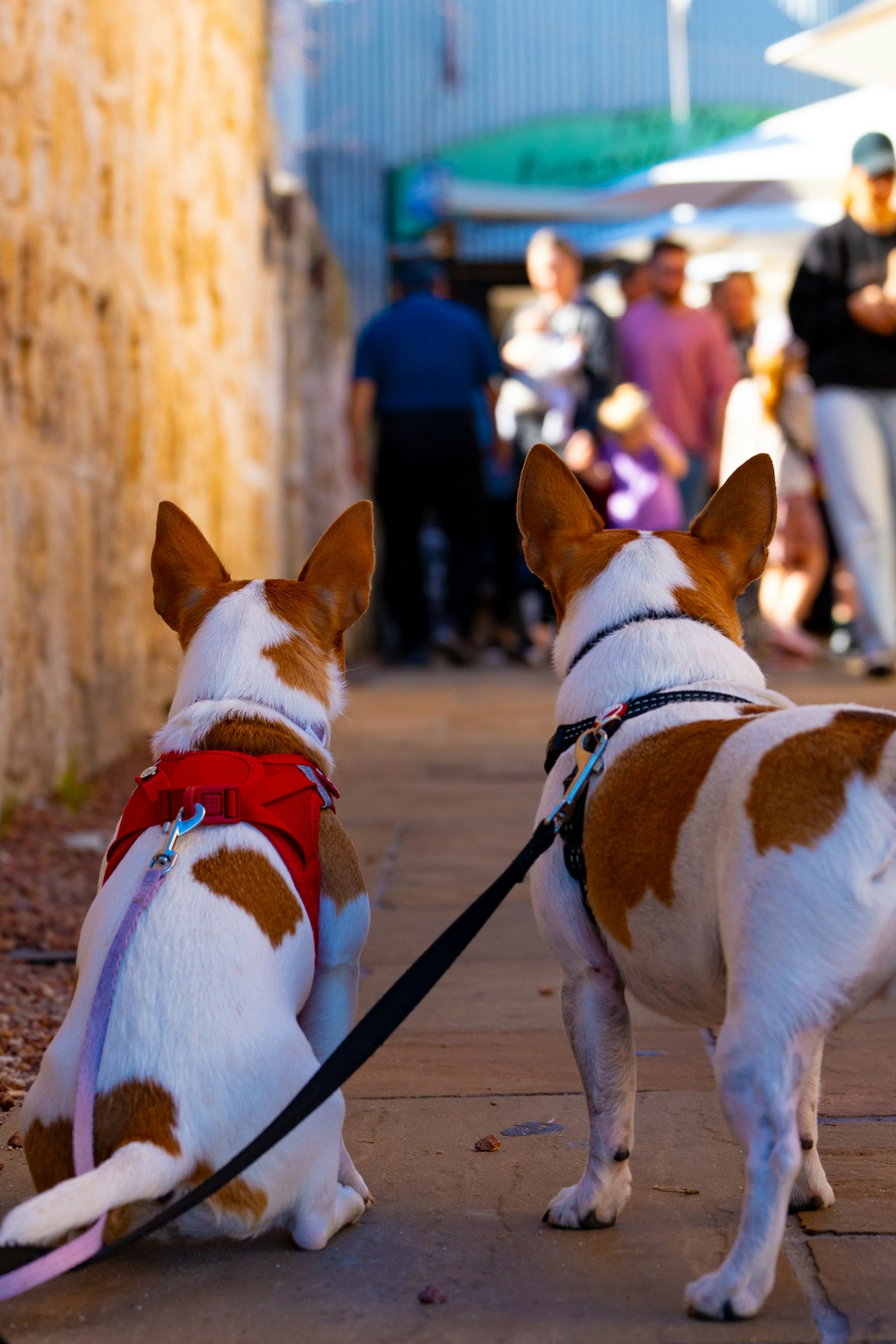 Two dogs sitting on a walkway with people in the background