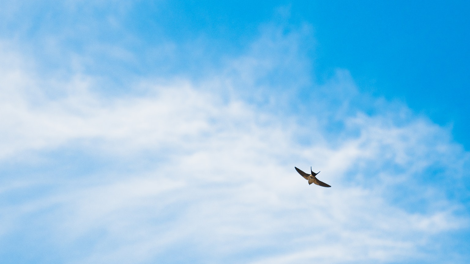 Un pájaro volando en un cielo azul