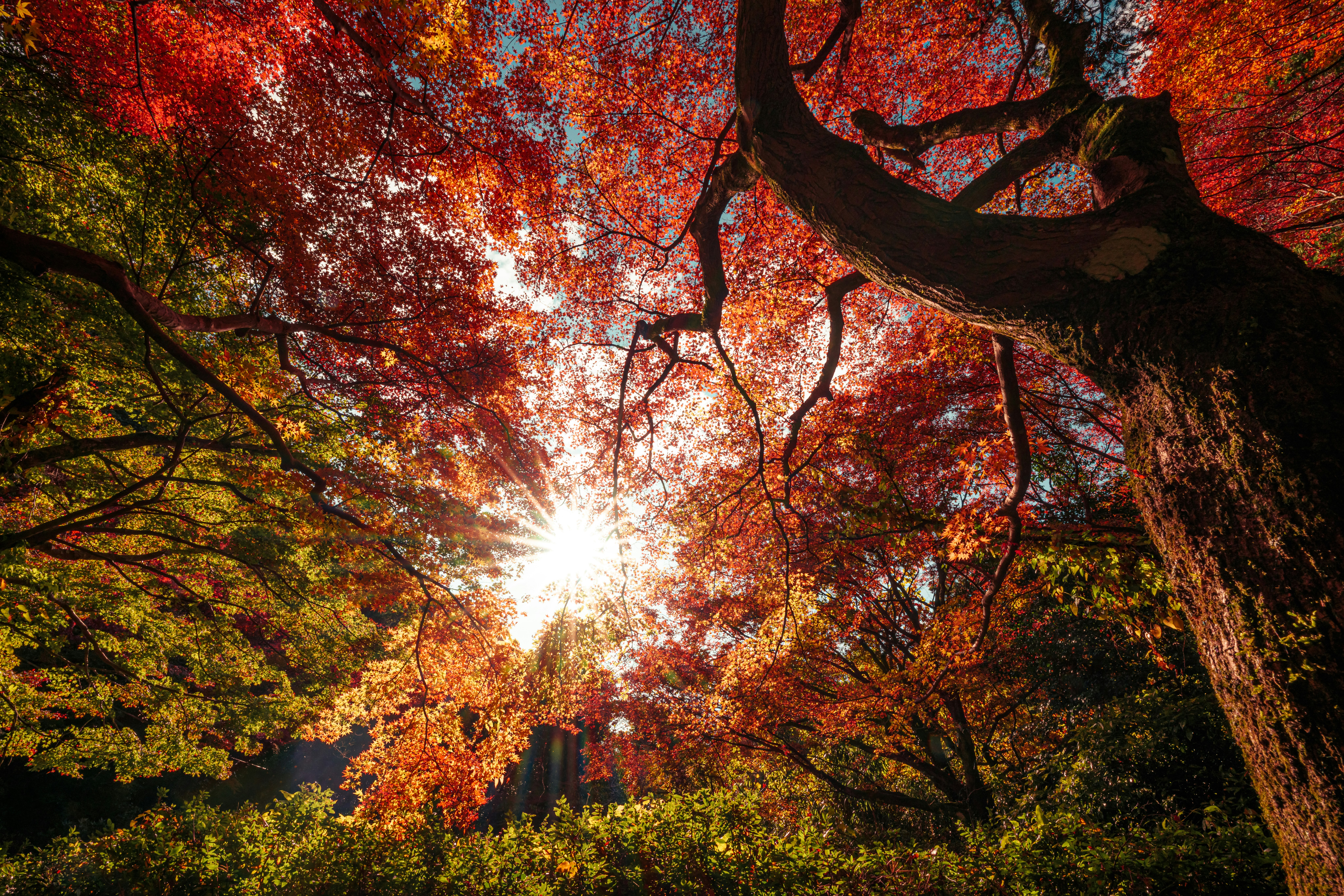紅葉の木々の間から差し込む夕日