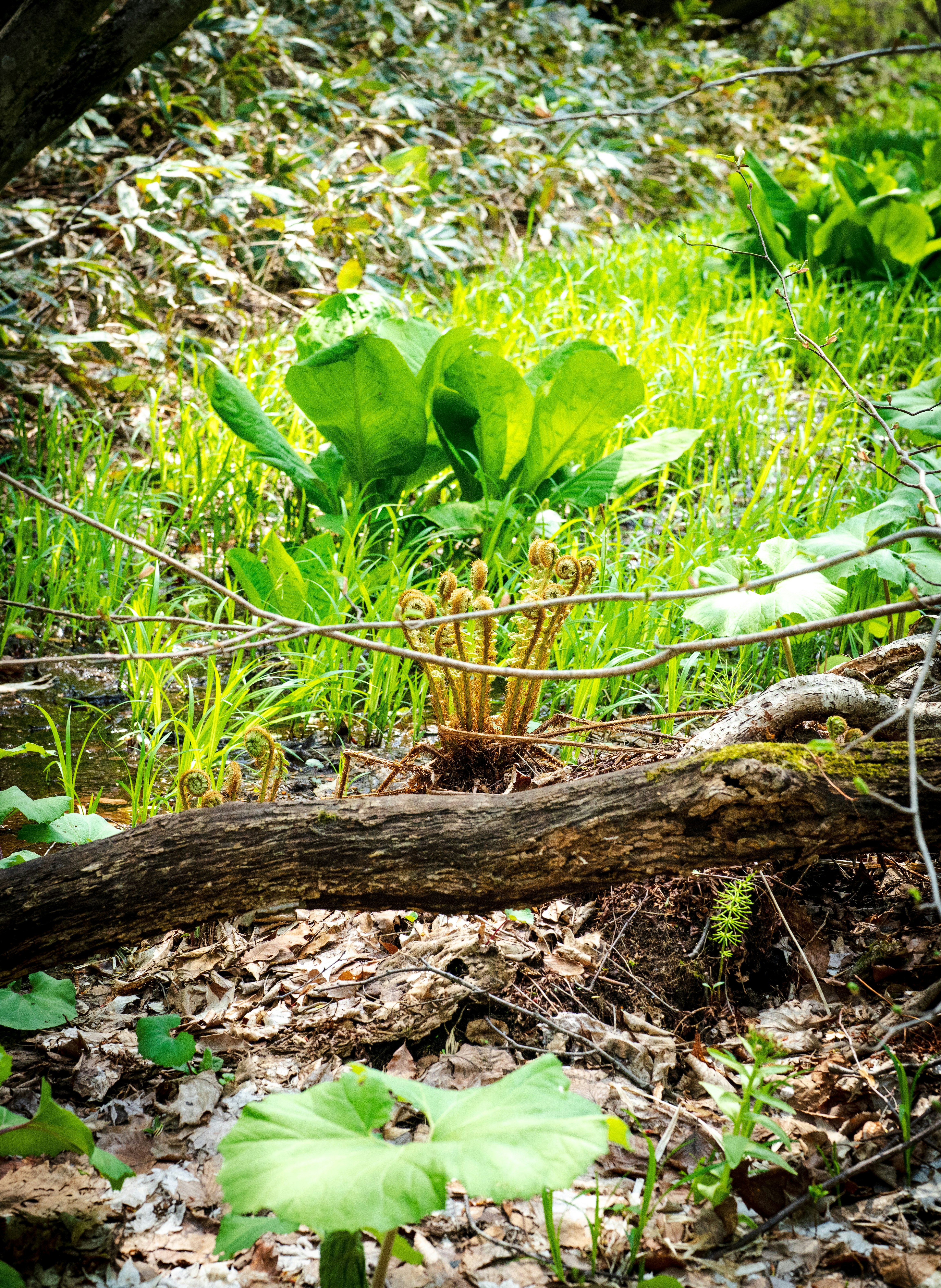 Nature scene of leaves and fallen logs on a forest floor