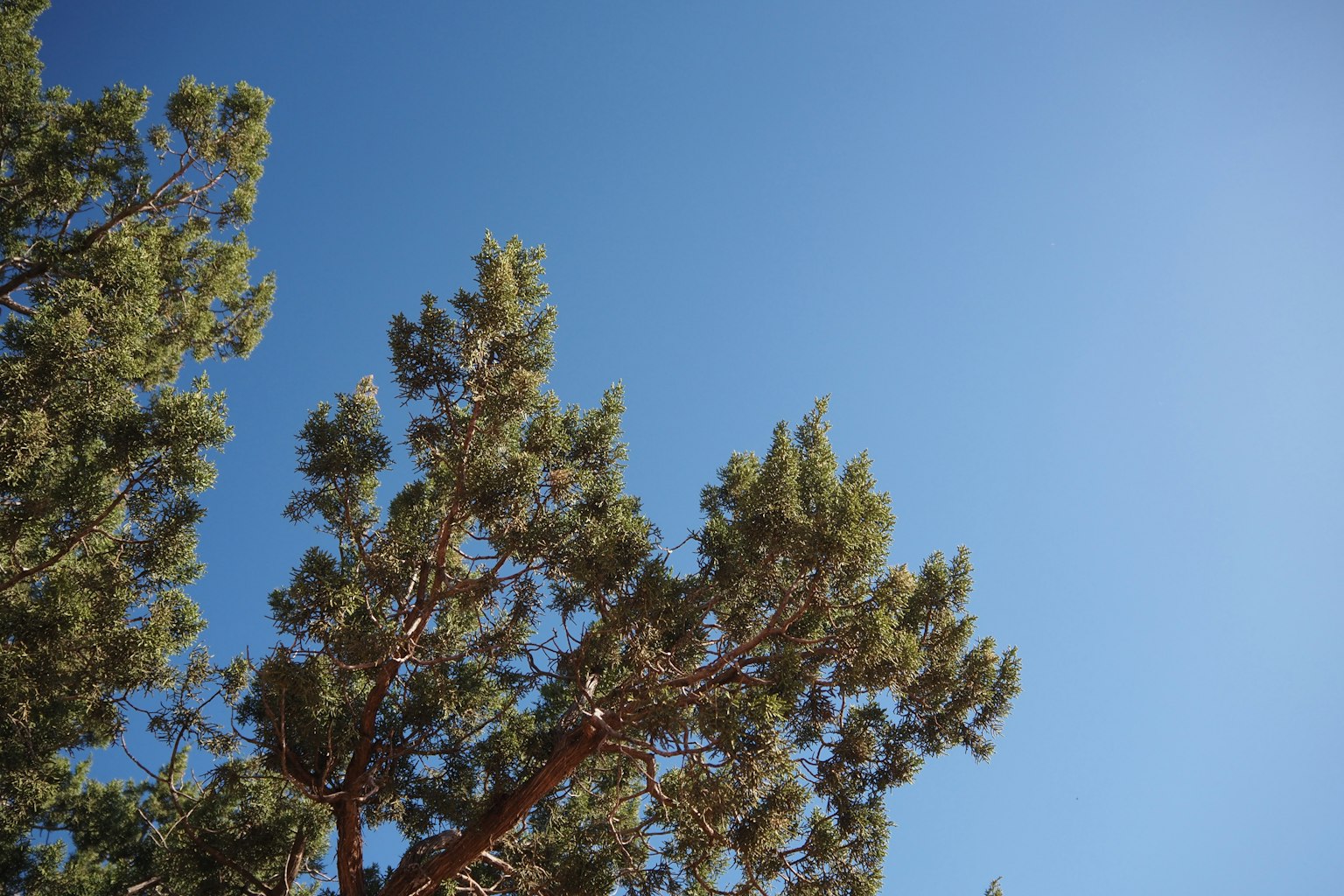 Green tree branches under a clear blue sky