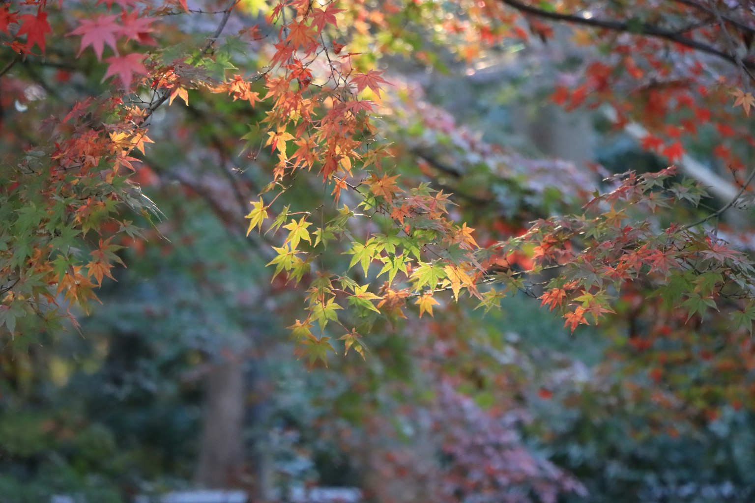 Foglie autunnali colorate in un ambiente sereno