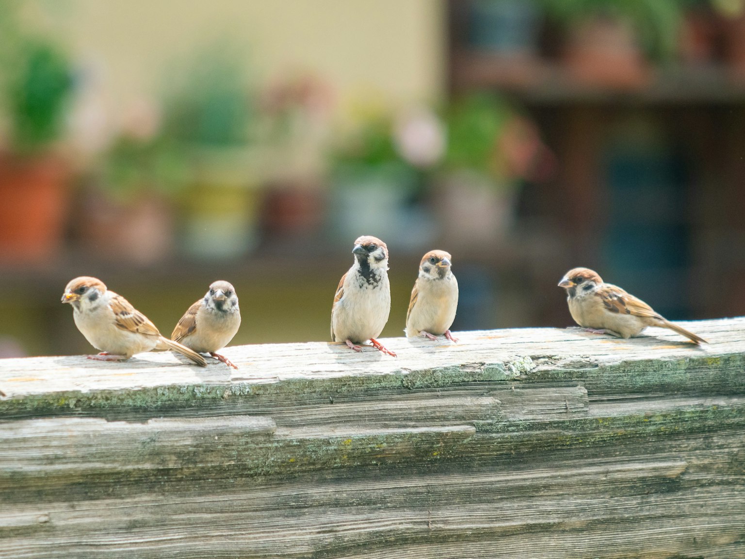 Un groupe de petits oiseaux assis sur une clôture en bois
