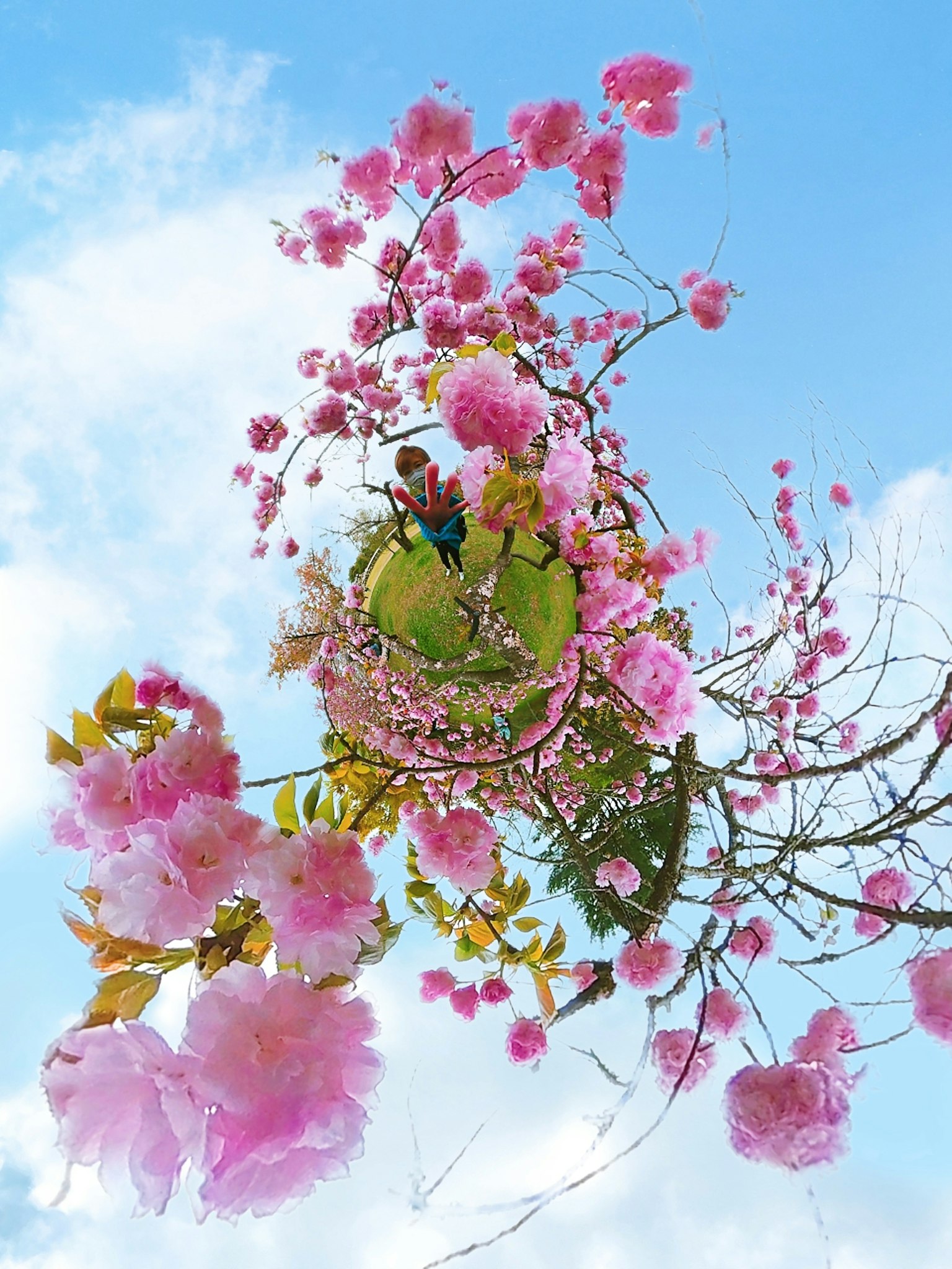 ทิวทัศน์ที่สวยงามของดอกไม้สีชมพูบานใต้ท้องฟ้าสีฟ้า