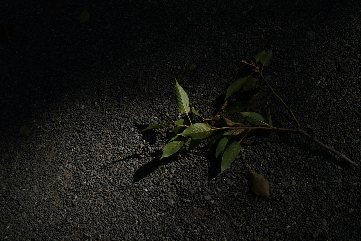 一根带绿叶的树枝 resting 在黑暗的表面上