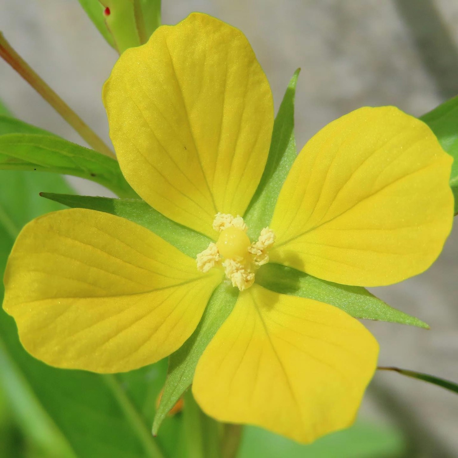 Close-up bunga kuning dengan empat kelopak dikelilingi daun hijau