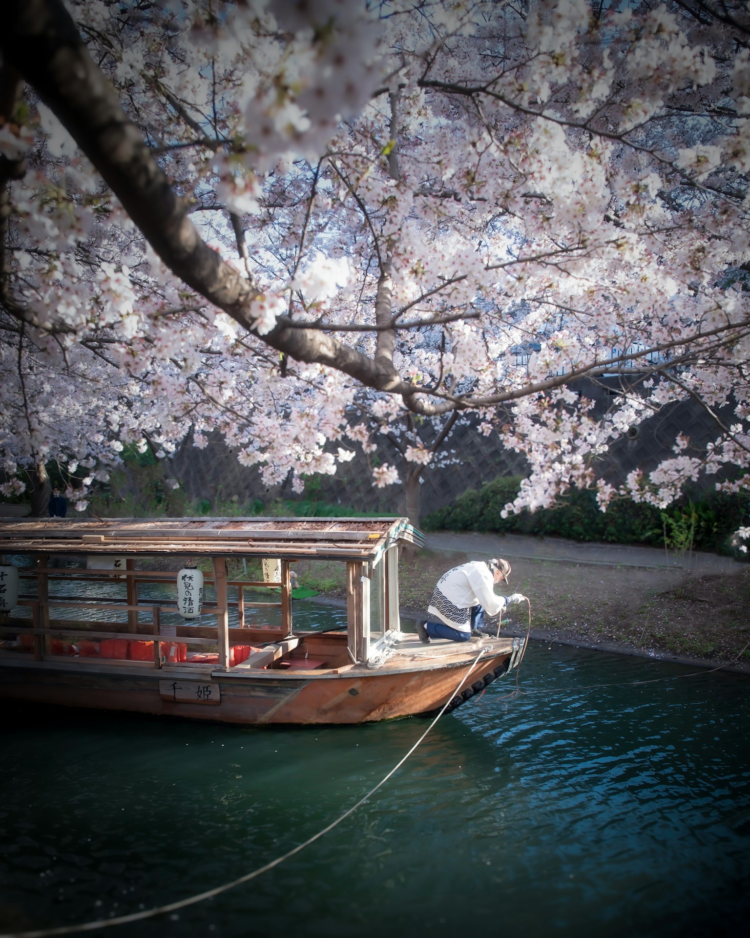 Un bateau amarré sous des cerisiers en fleurs avec des pétales tombants