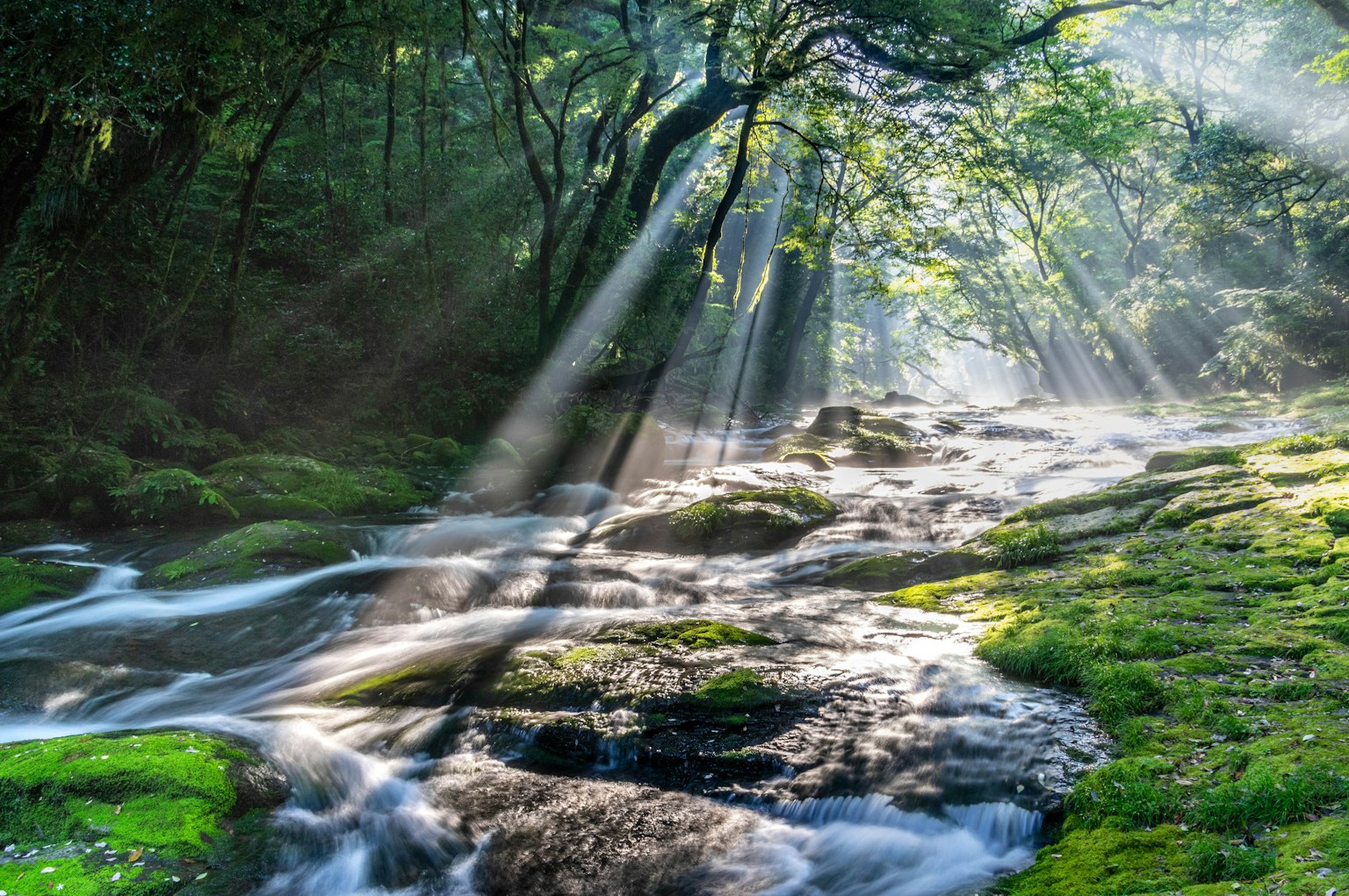 Aliran sungai tenang yang mengalir melalui hutan rimbun dengan sinar cahaya