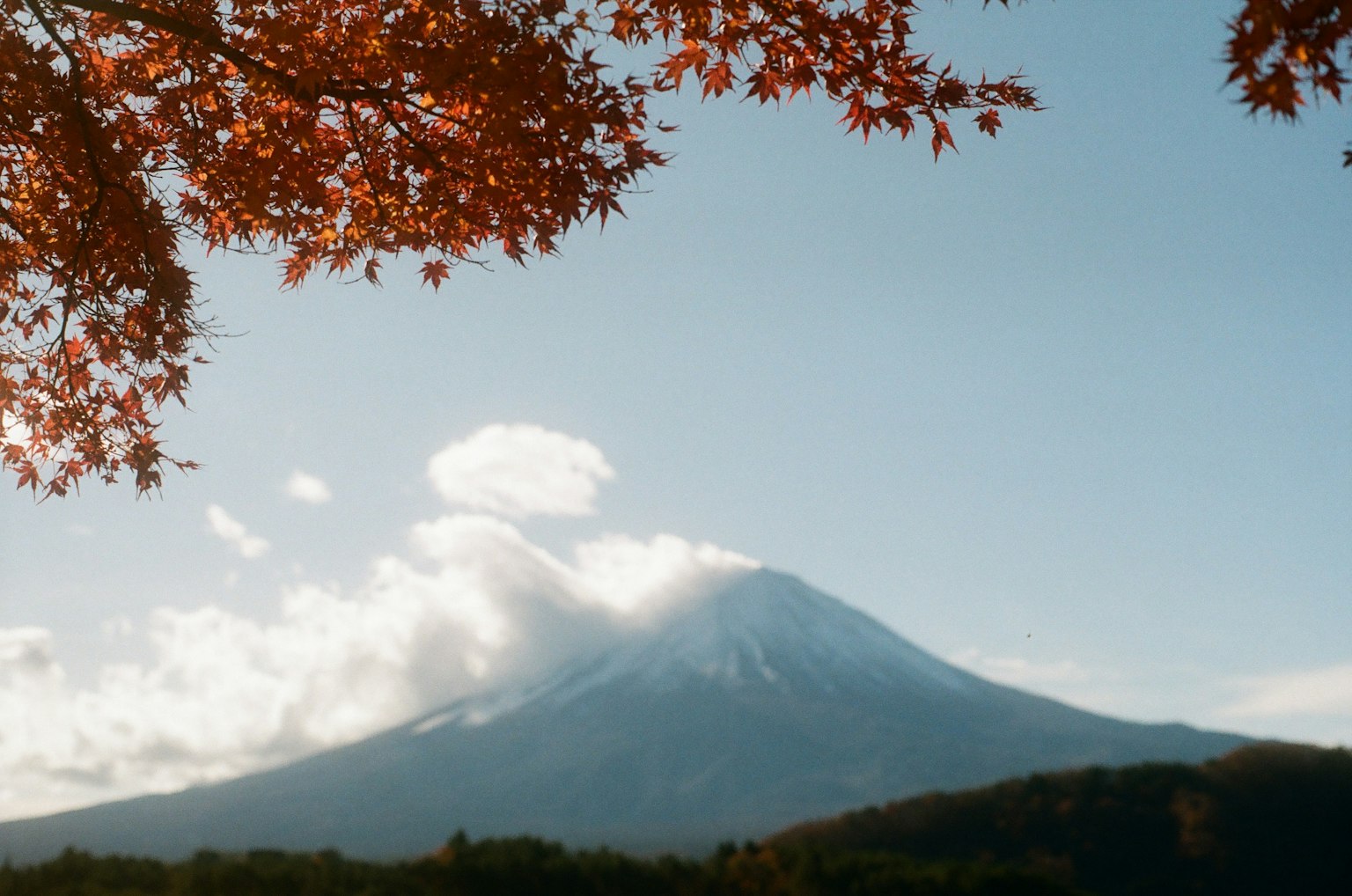 富士山与秋叶的美丽风景