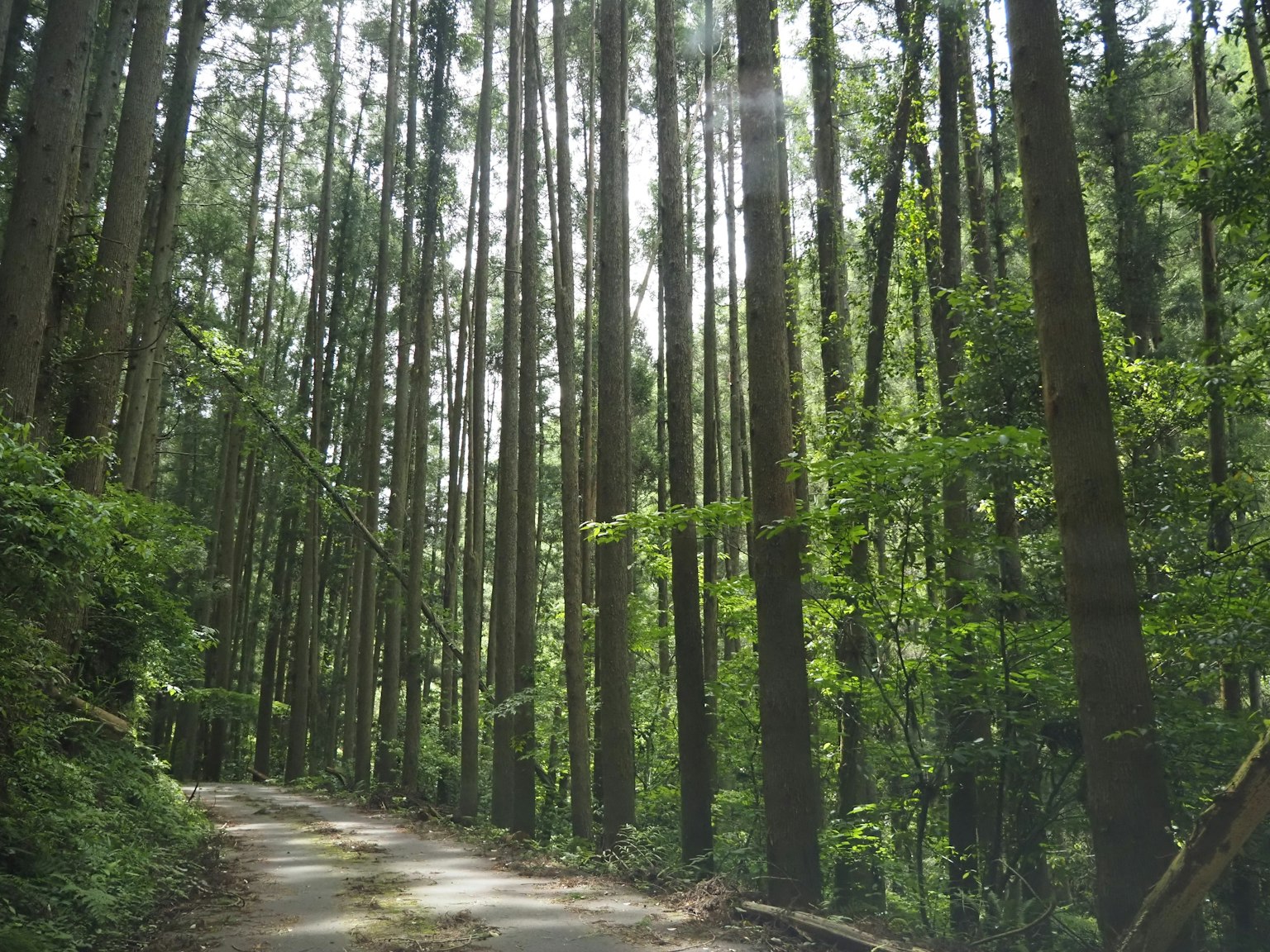 Sentier étroit à travers une forêt verdoyante avec de grands arbres