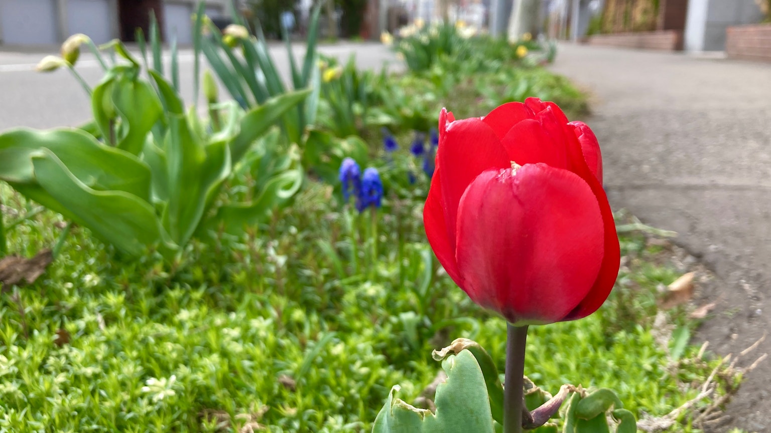 Một bông hoa tulip đỏ tươi ở phía trước, xung quanh là lá xanh trong một khu vườn hoa