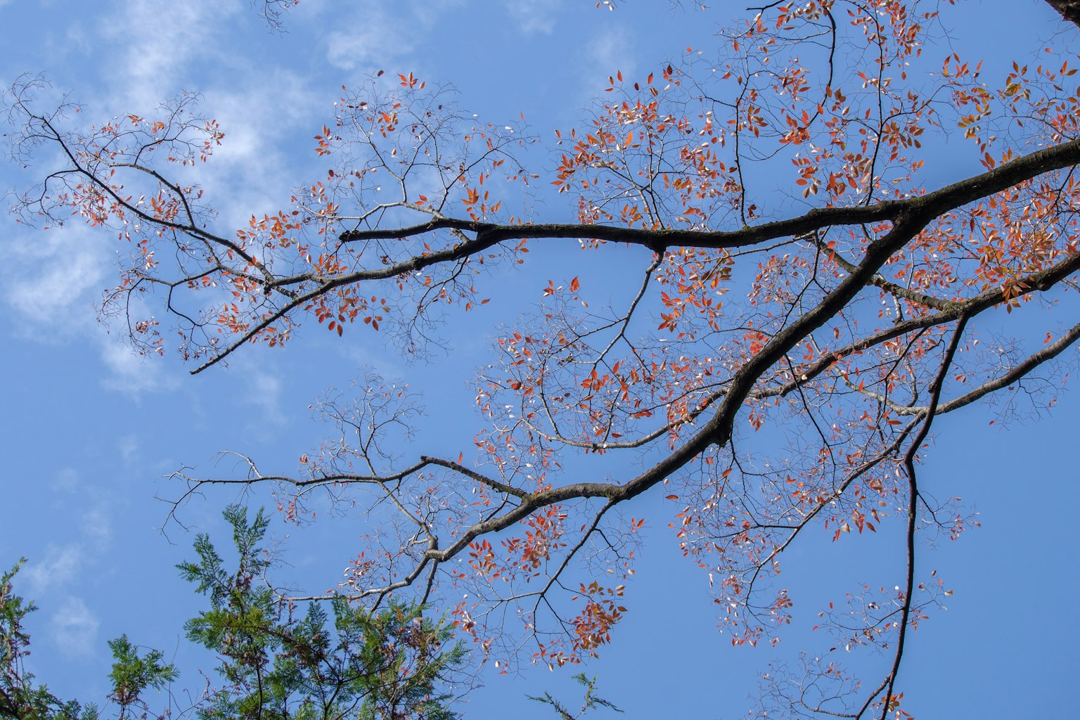 Branches with light pink flowers against a blue sky and green leaves
