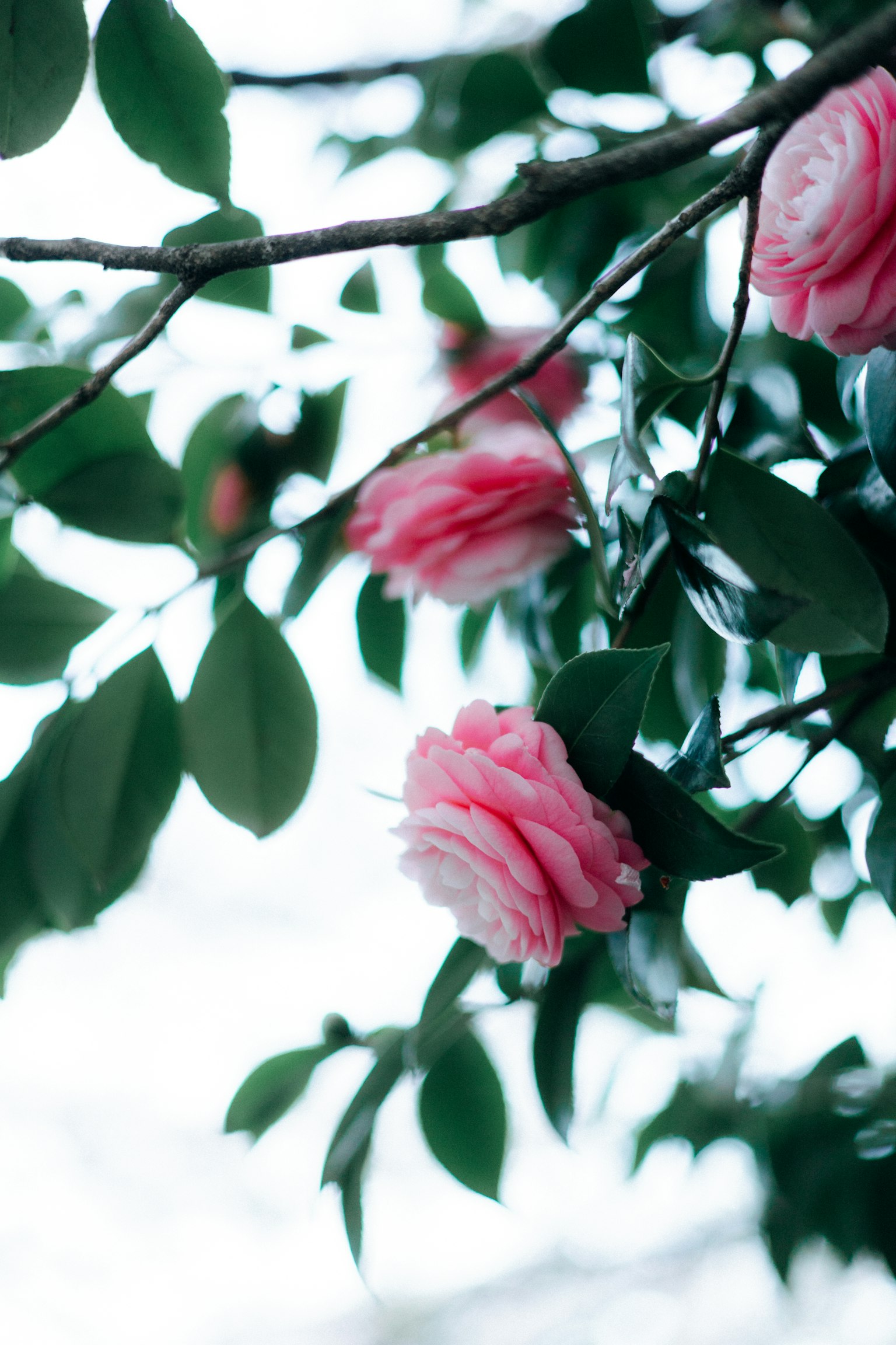 Primo piano di fiori di camelia rosa pallido e foglie verdi su un ramo