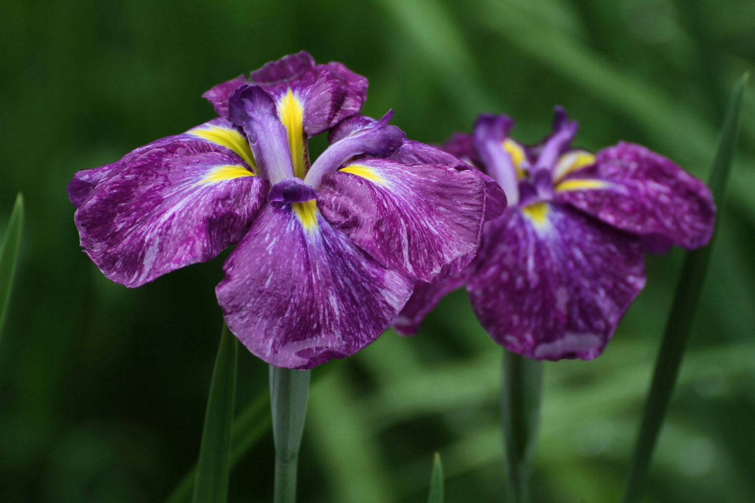 Lila Blumen mit gelben Akzenten blühen zwischen grünem Laub
