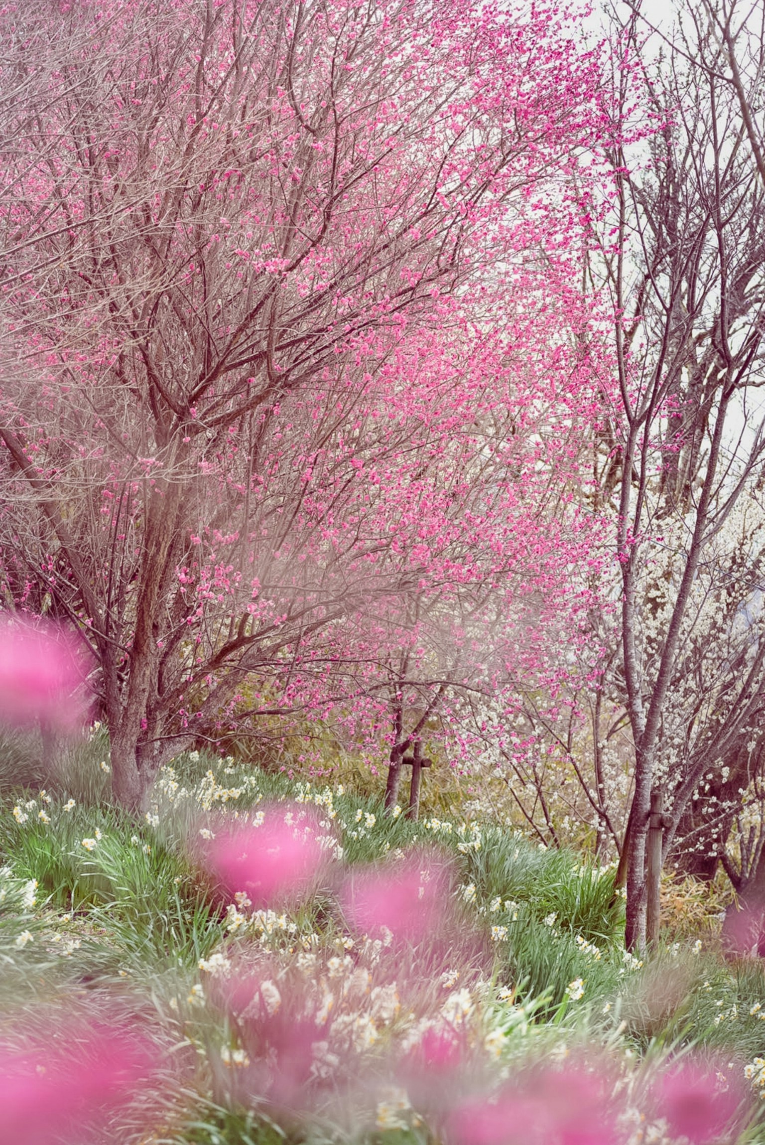 Paysage avec des arbres en fleurs roses et des fleurs blanches