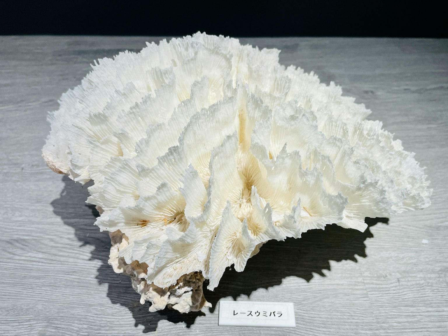 一个展示在木制表面上的白色珊瑚标本
