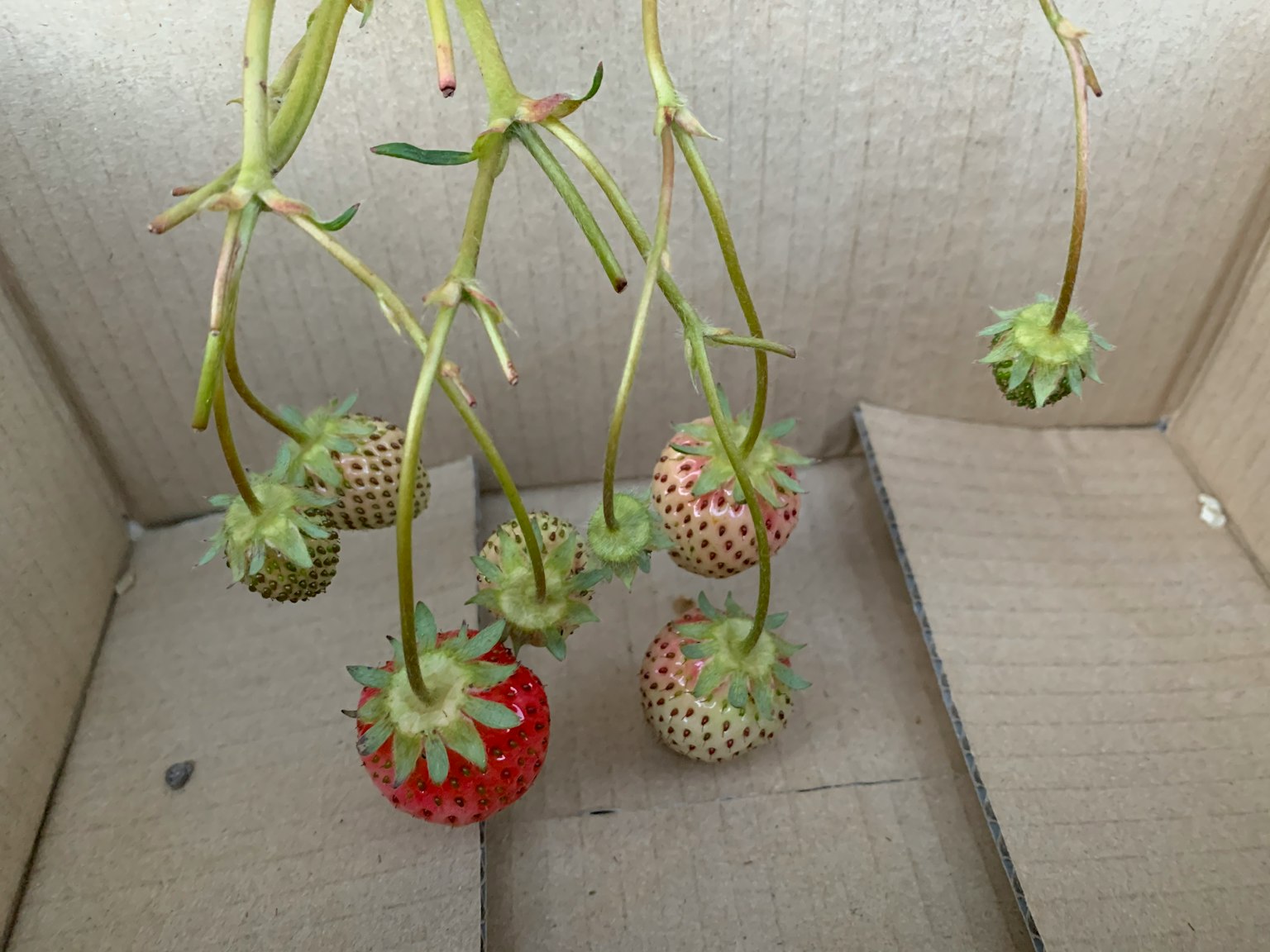 Fragole rosse e verdi appese a gambi in una scatola di cartone