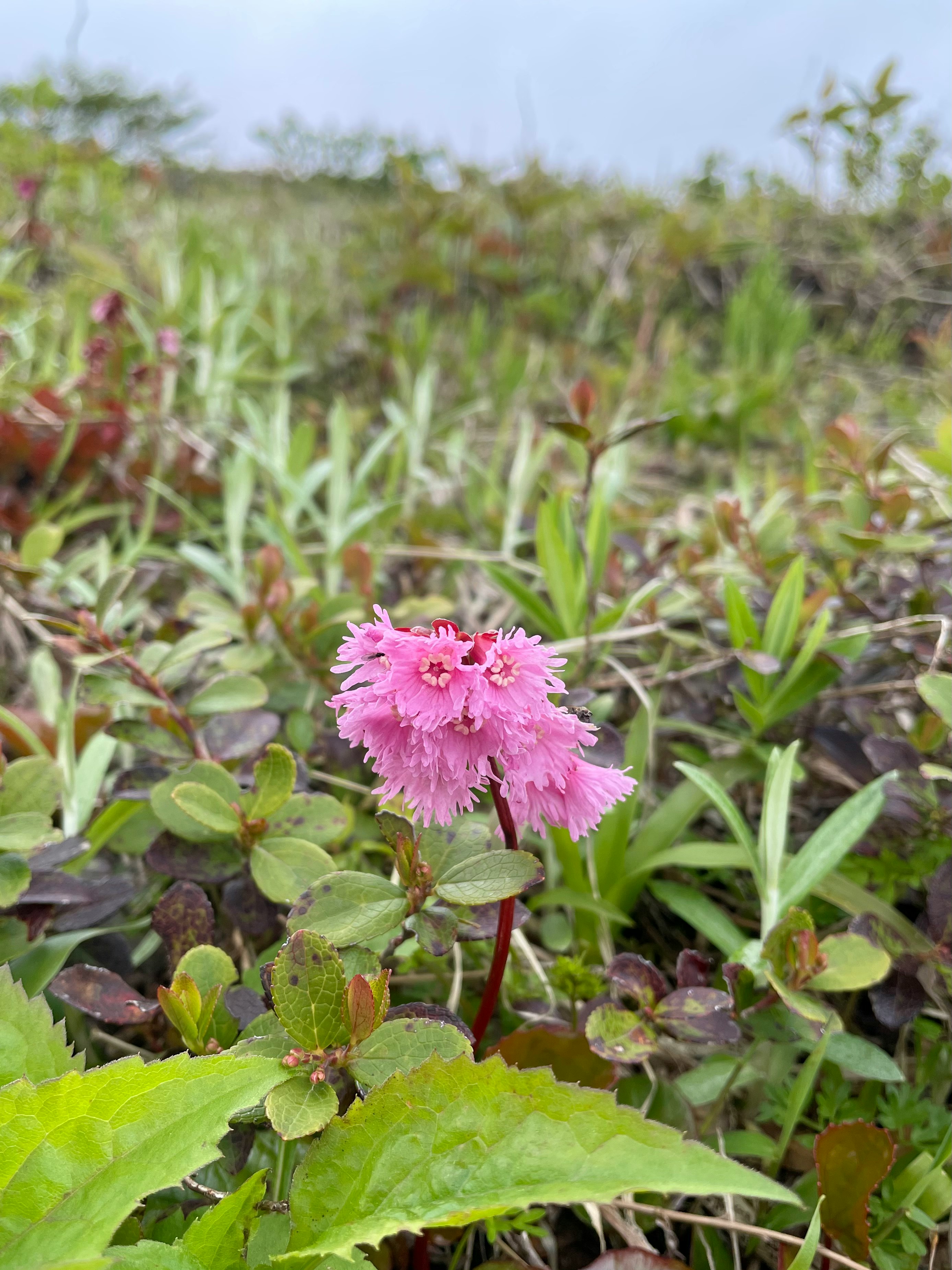 草地に咲くピンクの花
