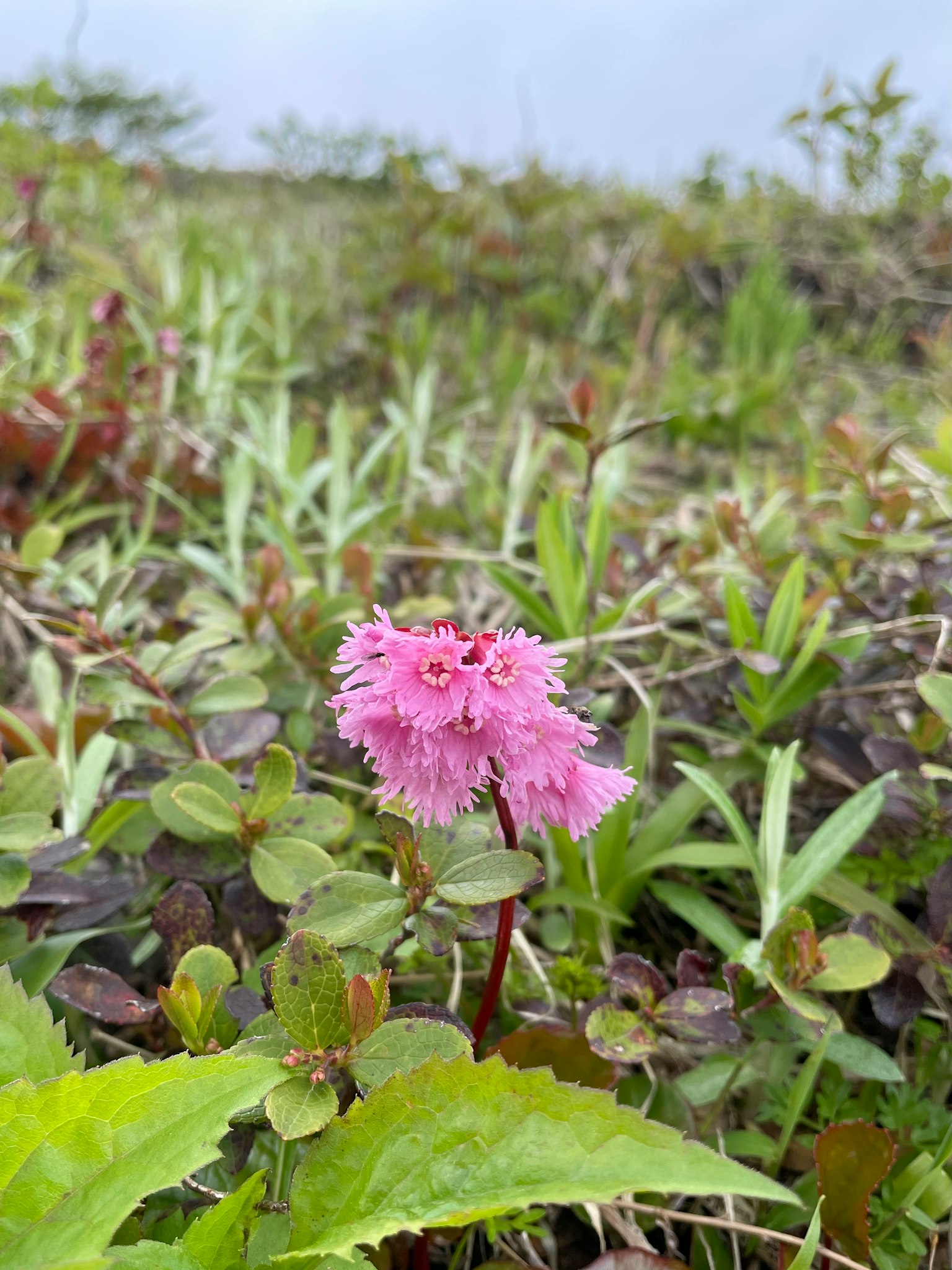 Primo piano di un fiore rosa che fiorisce in un prato verde
