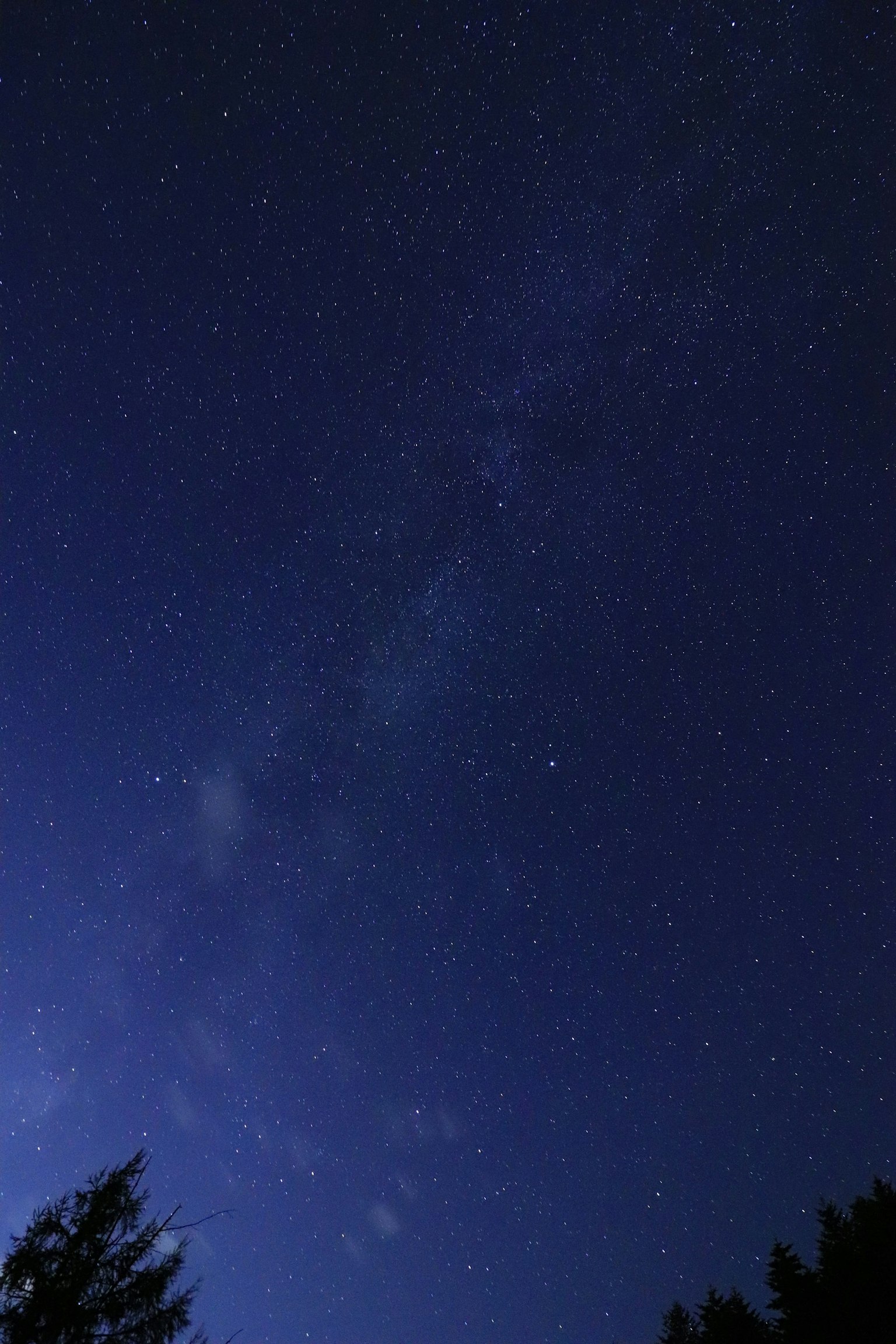 Langit malam dipenuhi bintang dan siluet pohon
