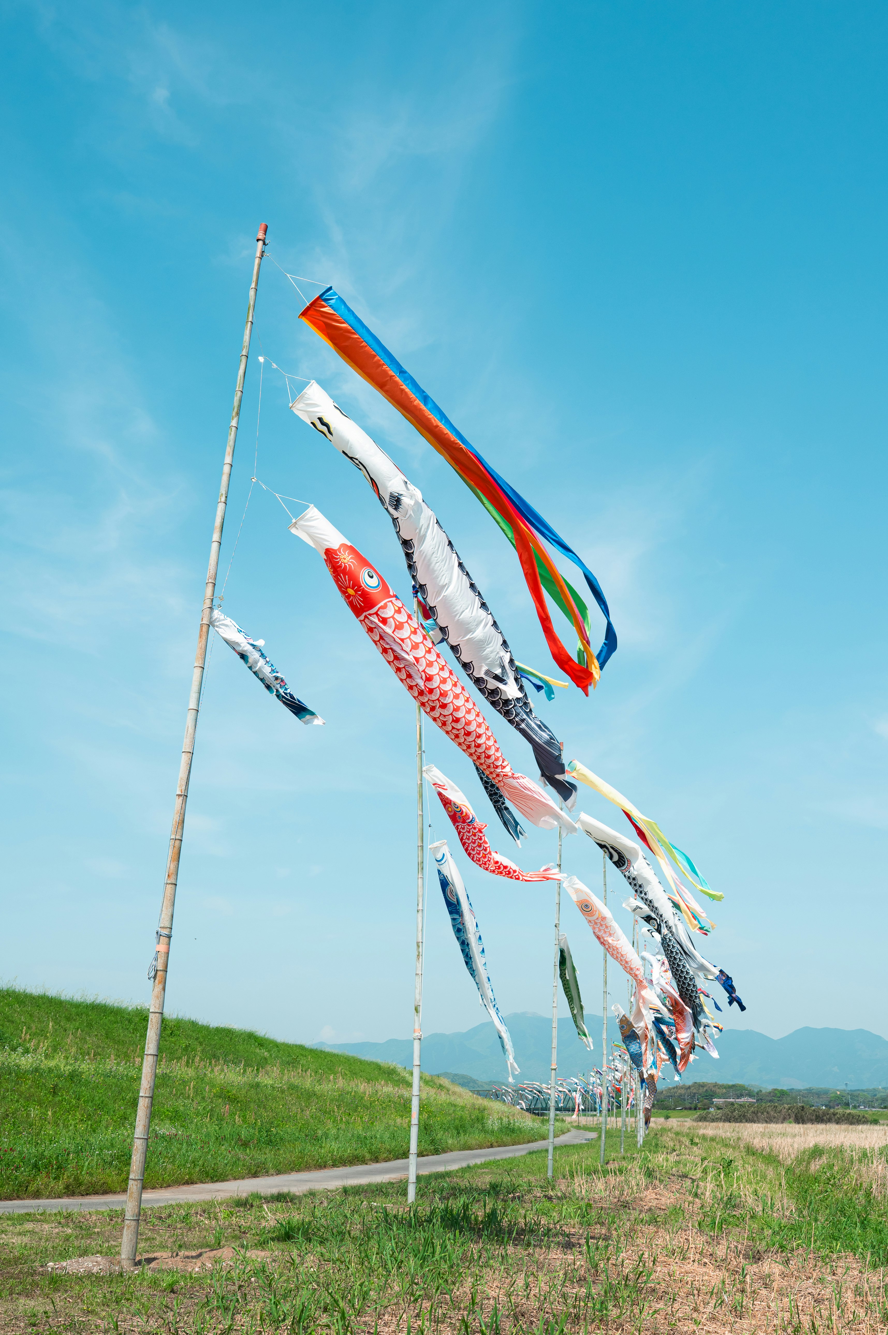 青空の下で風に揺れる鯉のぼりのぼり旗