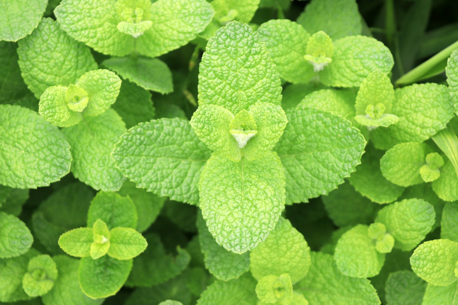 Pameran daun mint hijau yang subur