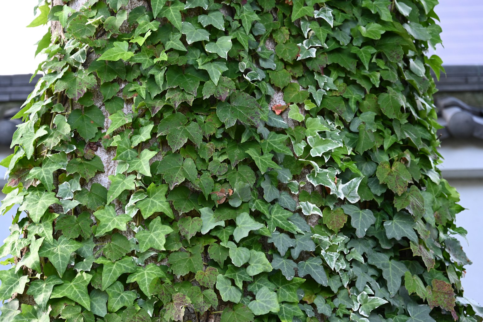 Imagen de un tronco de árbol cubierto de hojas de hiedra verdes y exuberantes