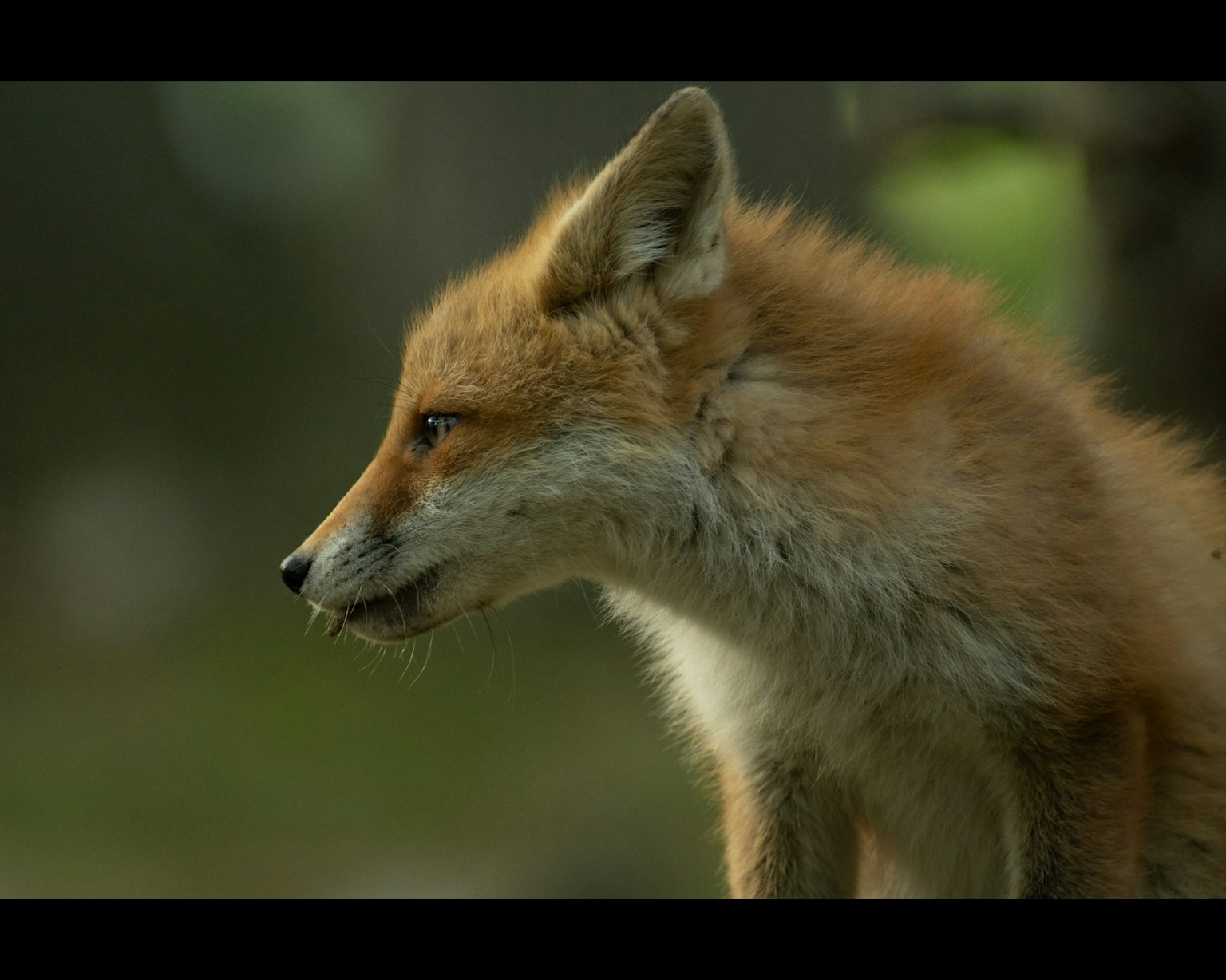 A brown fox in profile observing a small prey